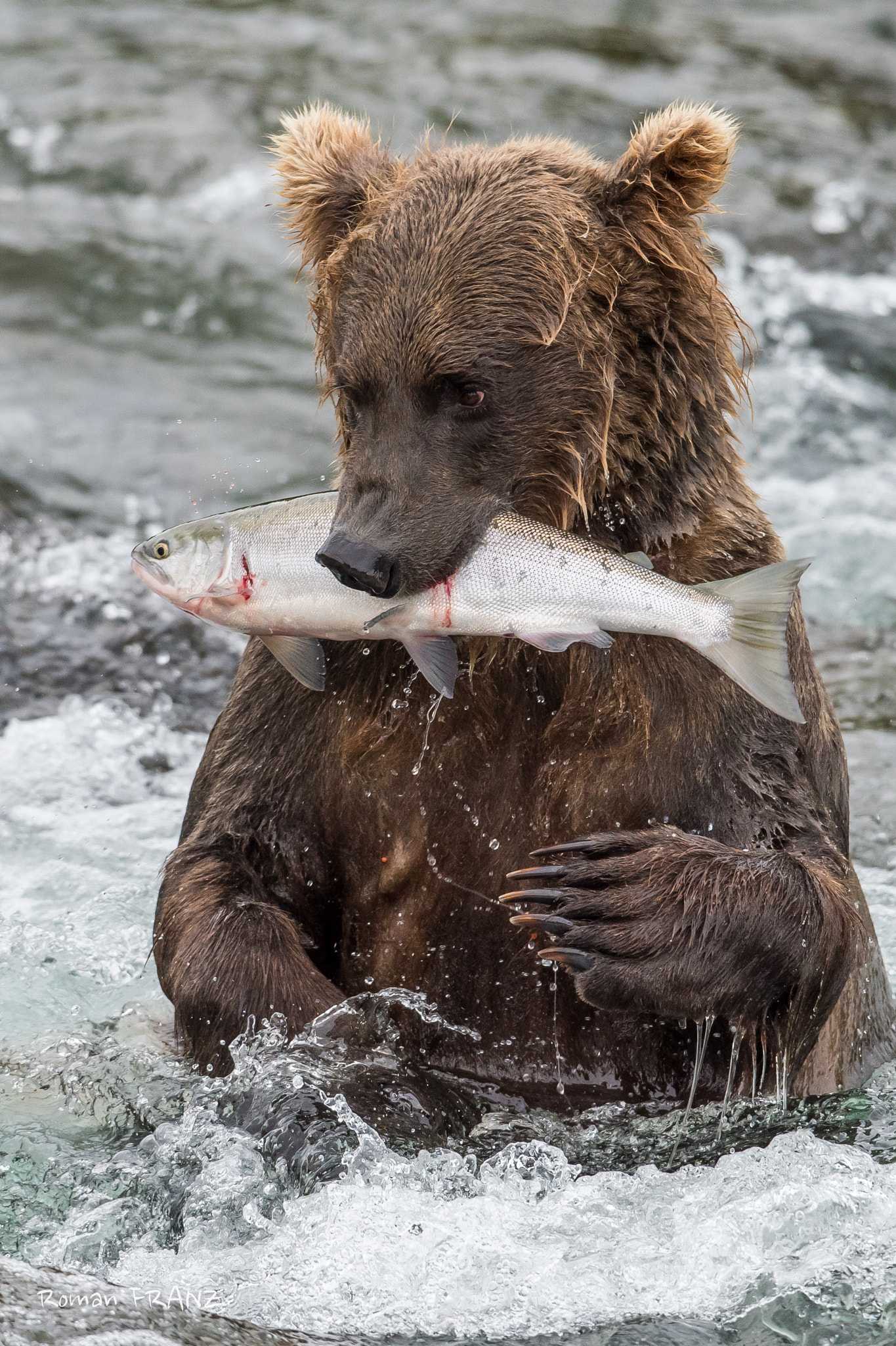 Nikon D810 + Nikon AF-S Nikkor 500mm F4G ED VR sample photo. Grizzly with his salmon photography