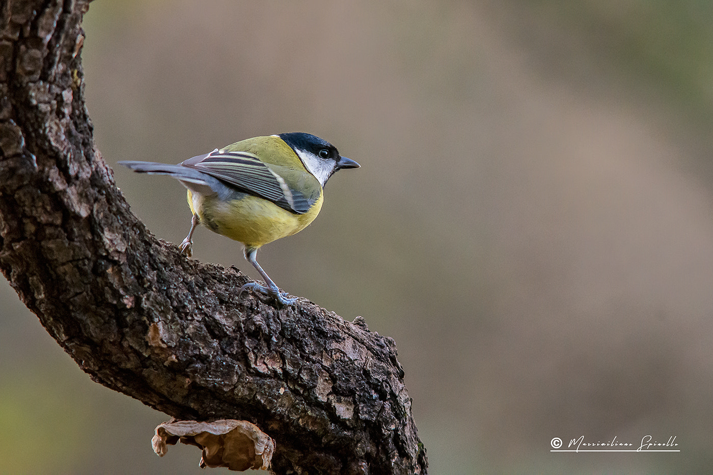 Nikon D7200 + Sigma 300mm F2.8 APO EX DG HSM sample photo. Cinciallegra photography