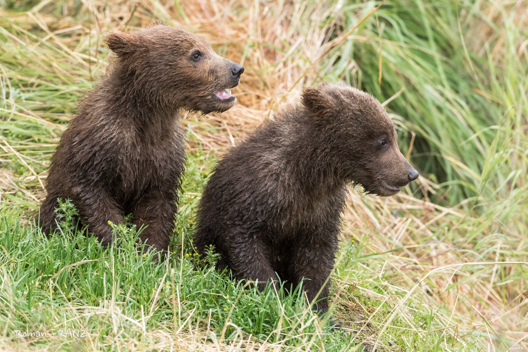 Nikon D810 + Nikon AF-S Nikkor 500mm F4G ED VR sample photo. Grizzly cubs photography