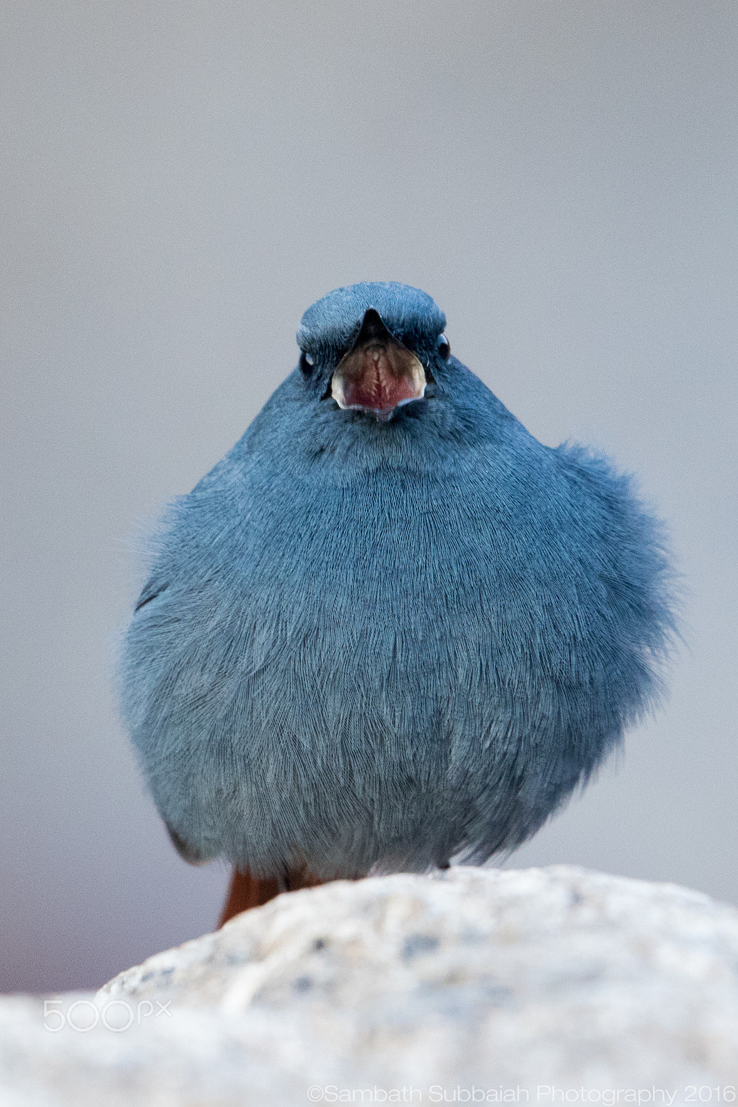 Canon EF 500mm F4L IS II USM sample photo. Plumbeous water redstart photography