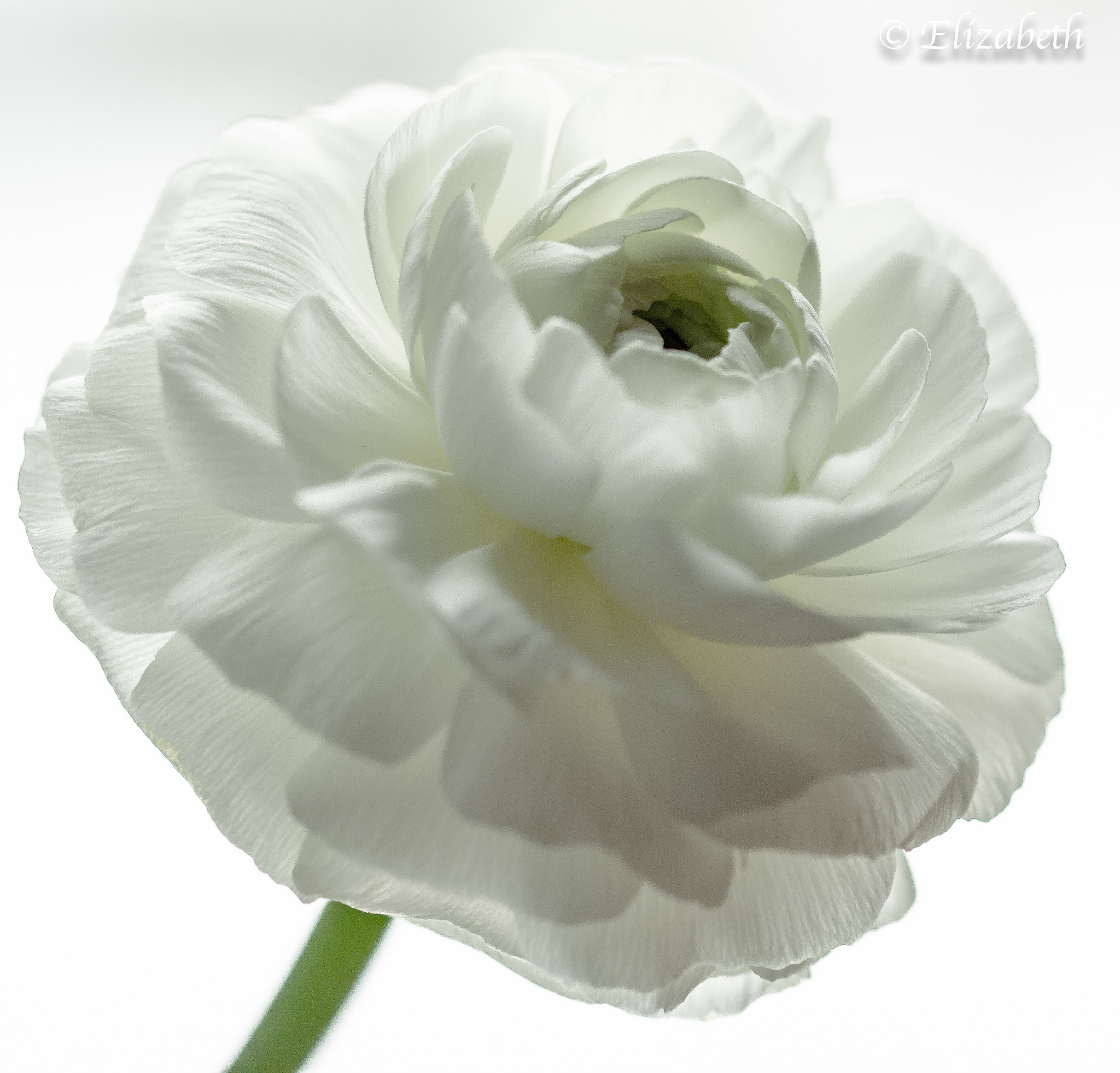 Sigma 105mm F2.8 EX DG OS HSM sample photo. Purity photography