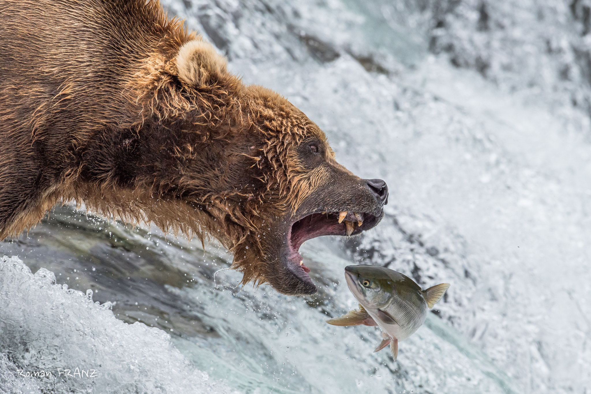 Nikon D810 + Nikon AF-S Nikkor 500mm F4G ED VR sample photo. Grizzly catch a salmon photography
