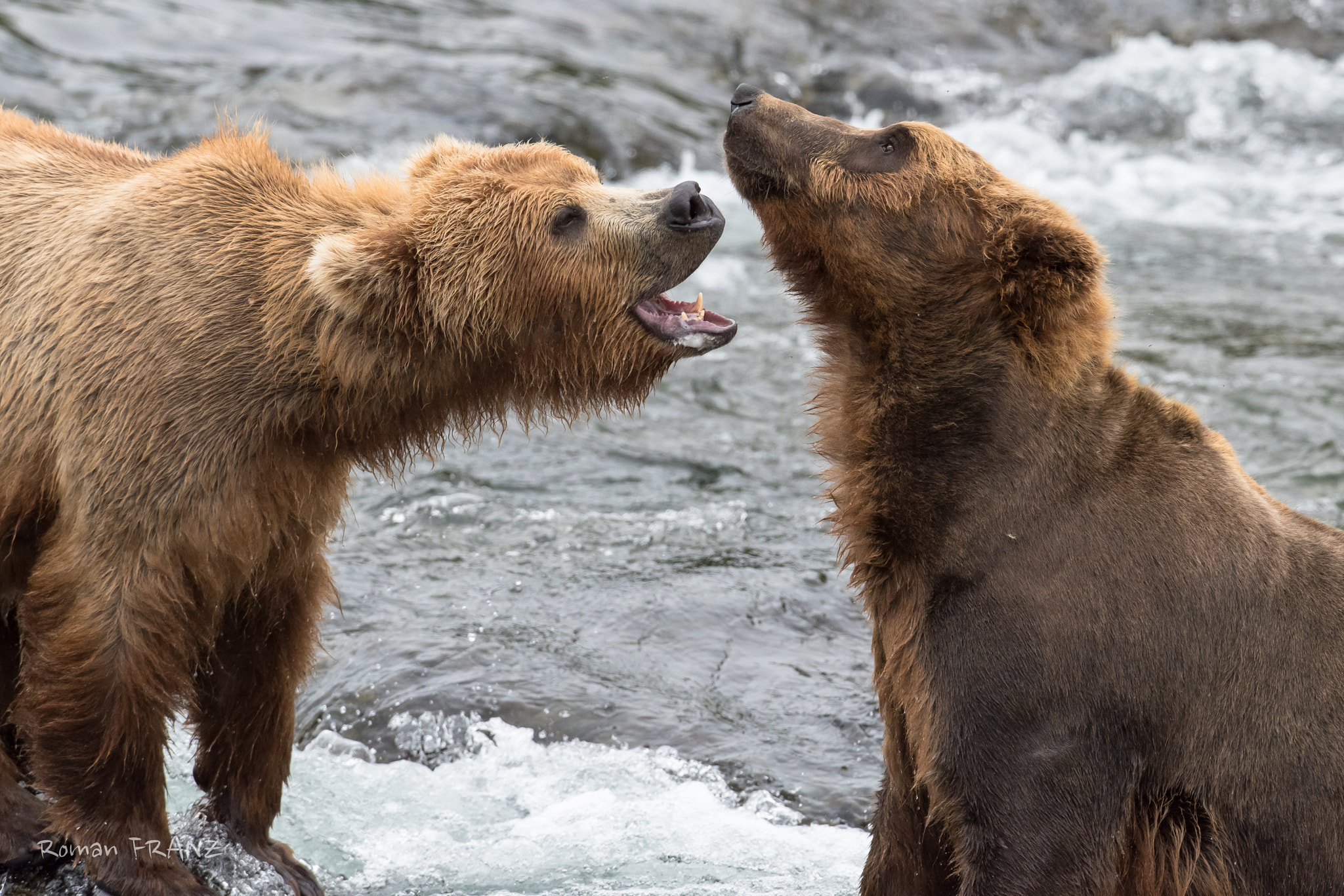 Nikon D810 + Nikon AF-S Nikkor 500mm F4G ED VR sample photo. Grizzly photography