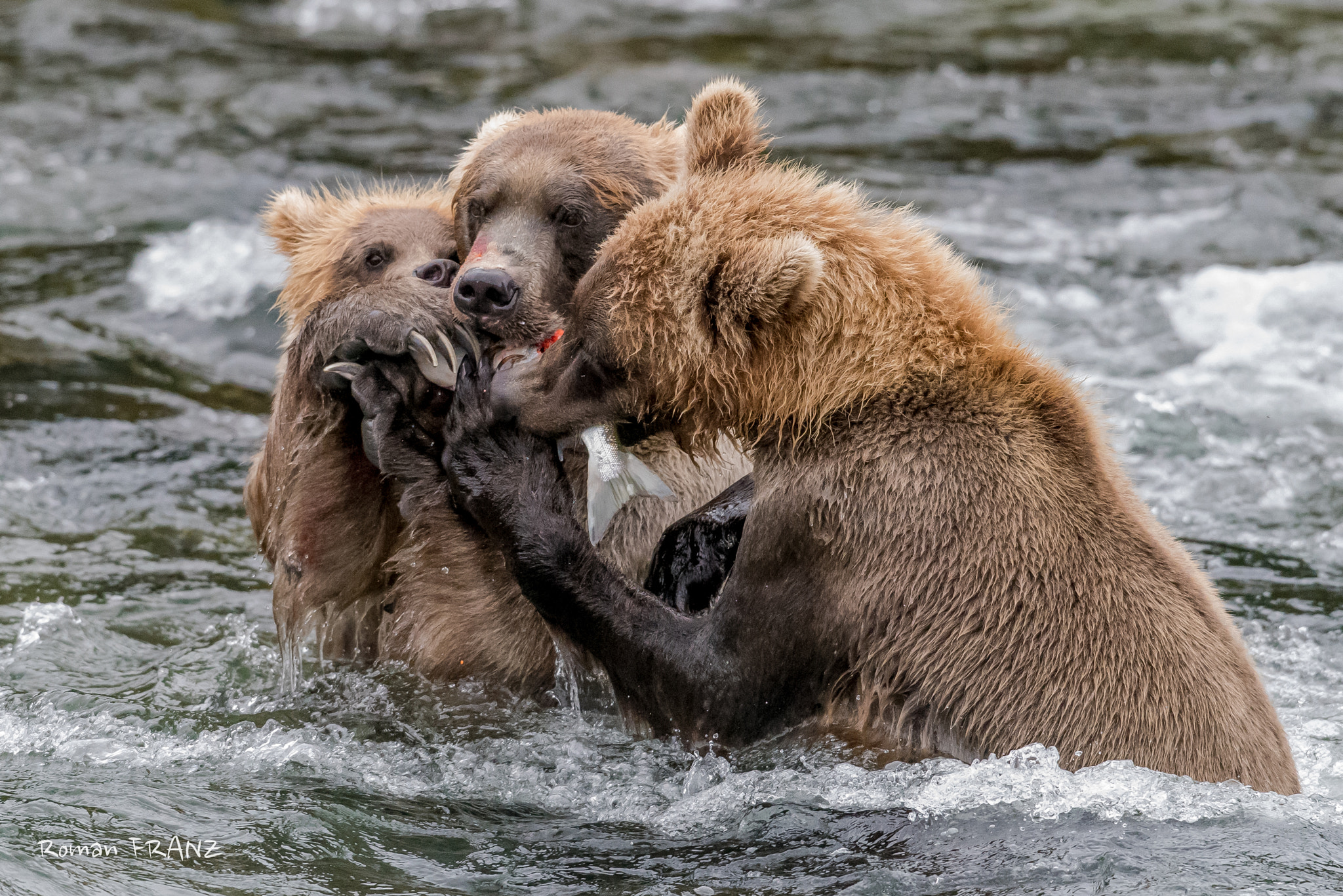 Nikon D810 + Nikon AF-S Nikkor 500mm F4G ED VR sample photo. Grizzly´s share a salmon photography