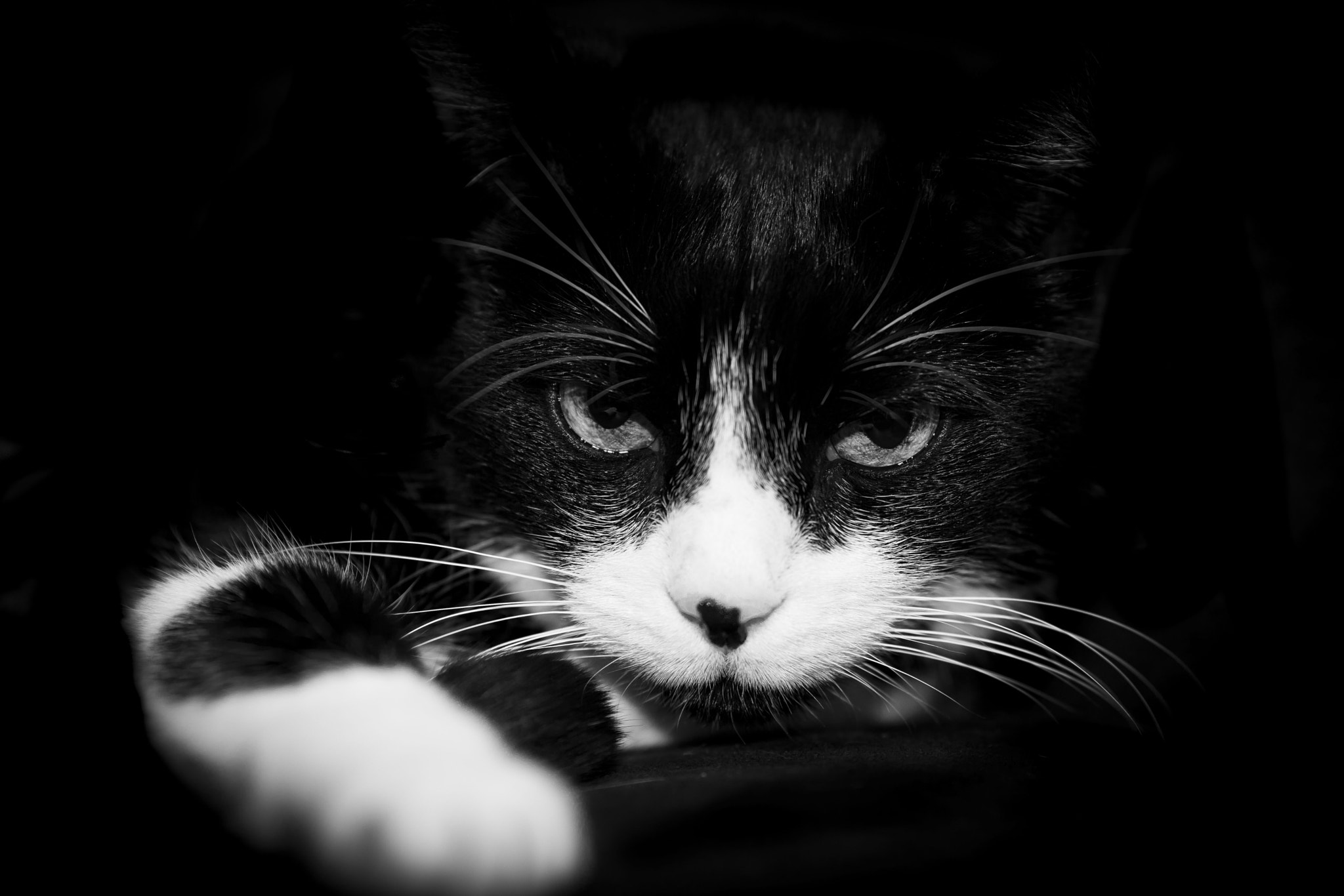 Canon EOS 5D Mark IV + Canon EF 135mm F2L USM sample photo. Meet the boss photography