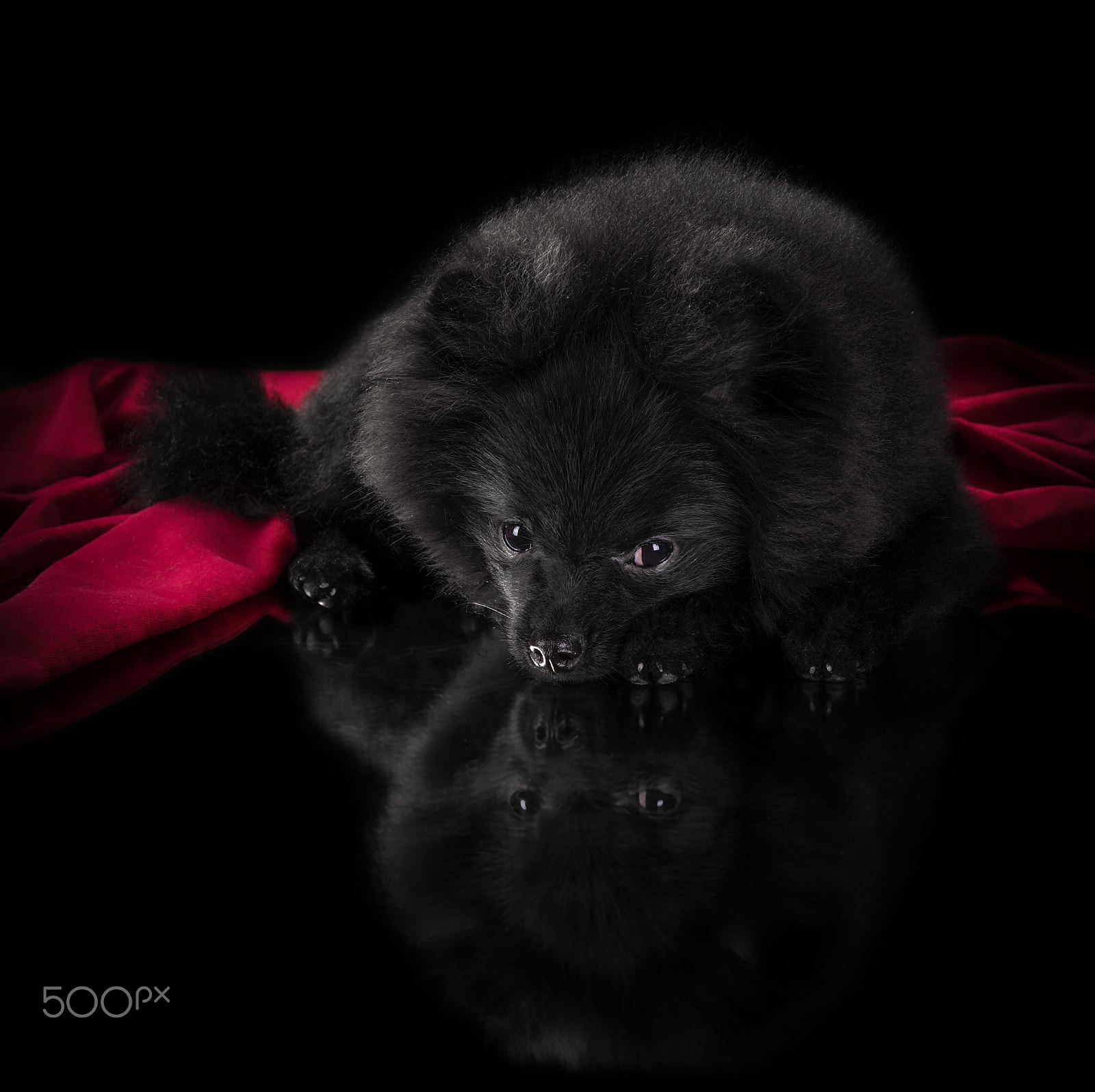 Sony Alpha a99 sample photo. Pomeranian mishka photography