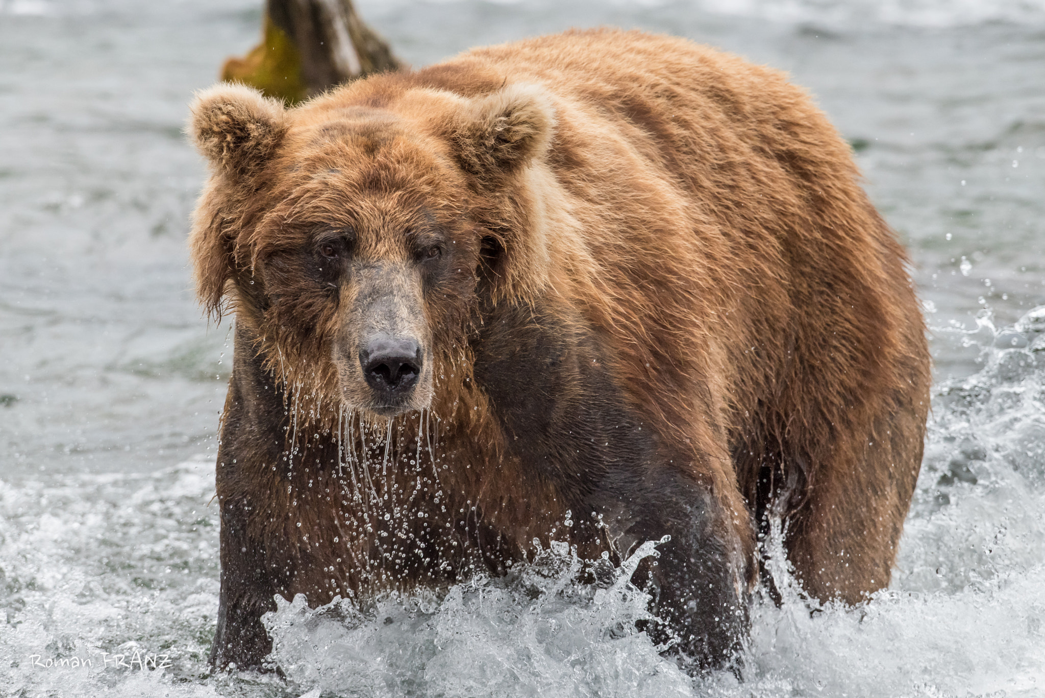 Nikon D810 + Nikon AF-S Nikkor 500mm F4G ED VR sample photo. Grizzly photography