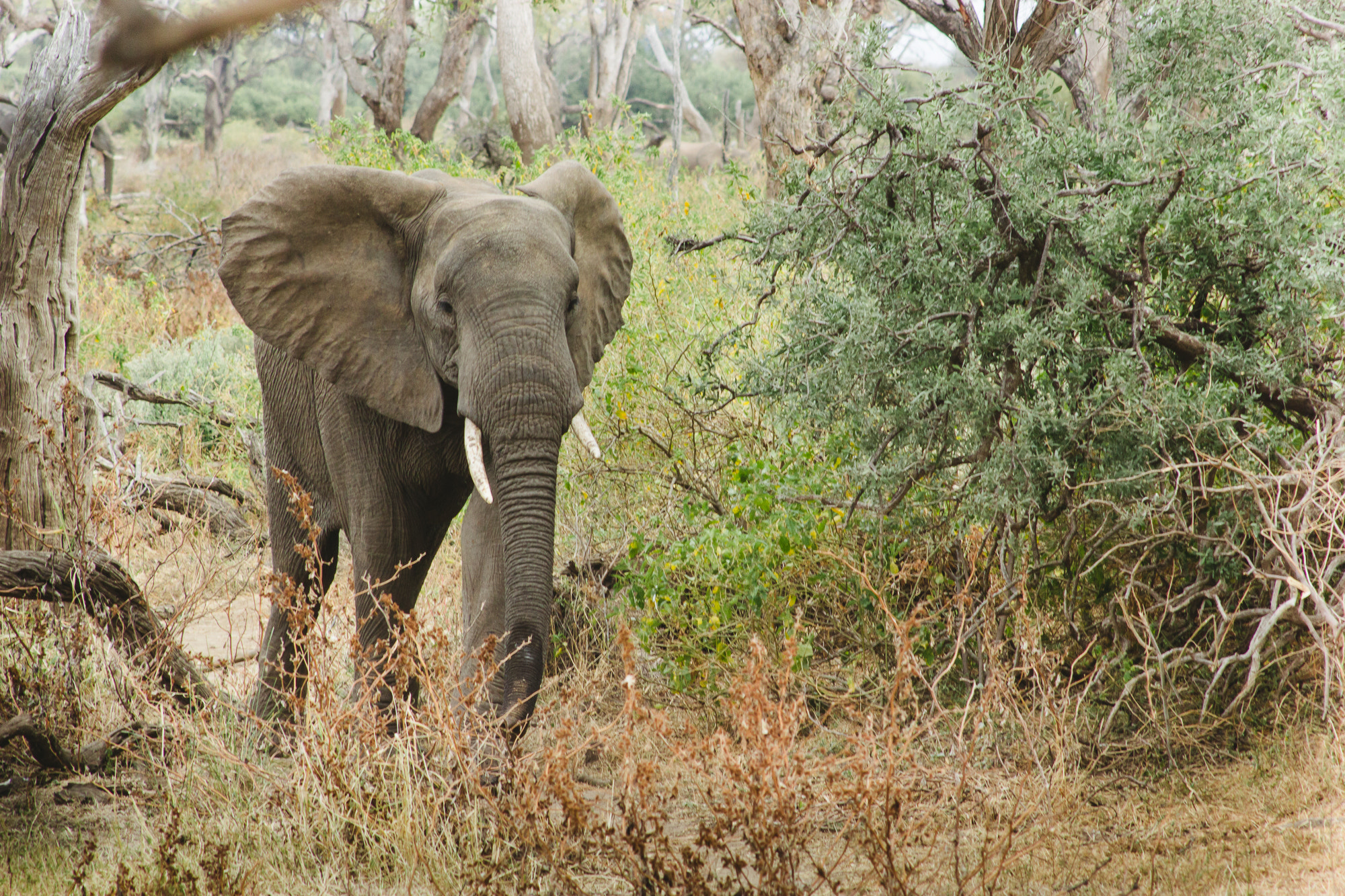 Canon EF 100-300mm F4.5-5.6 USM sample photo. Elephant photography