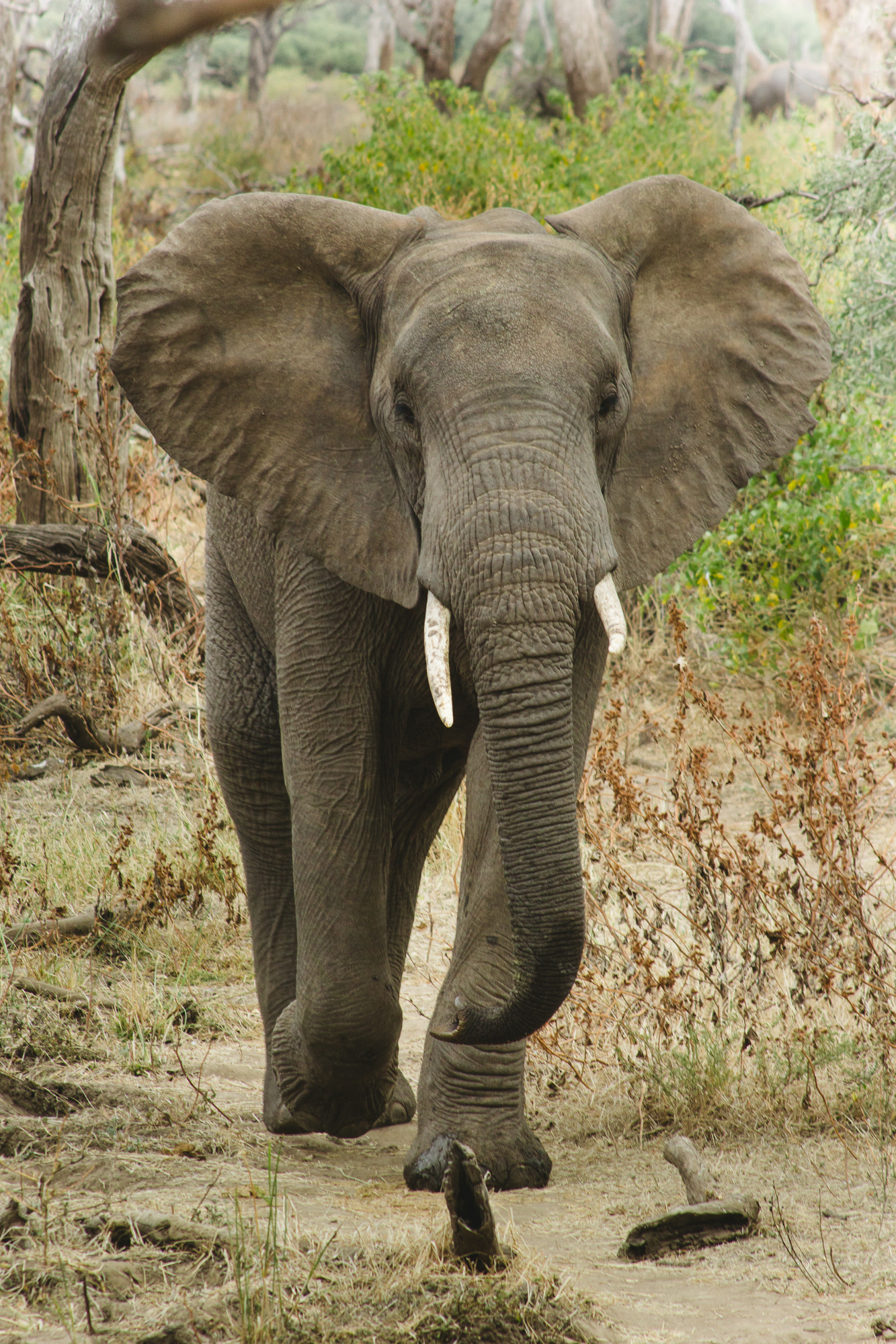 Canon EOS 60D sample photo. Elephant photography