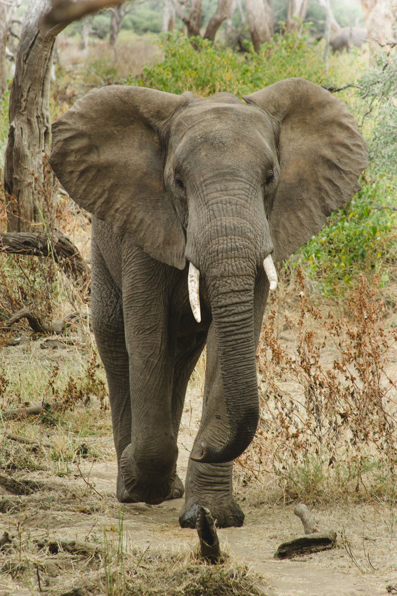 Canon EF 100-300mm F4.5-5.6 USM sample photo. Elephant photography
