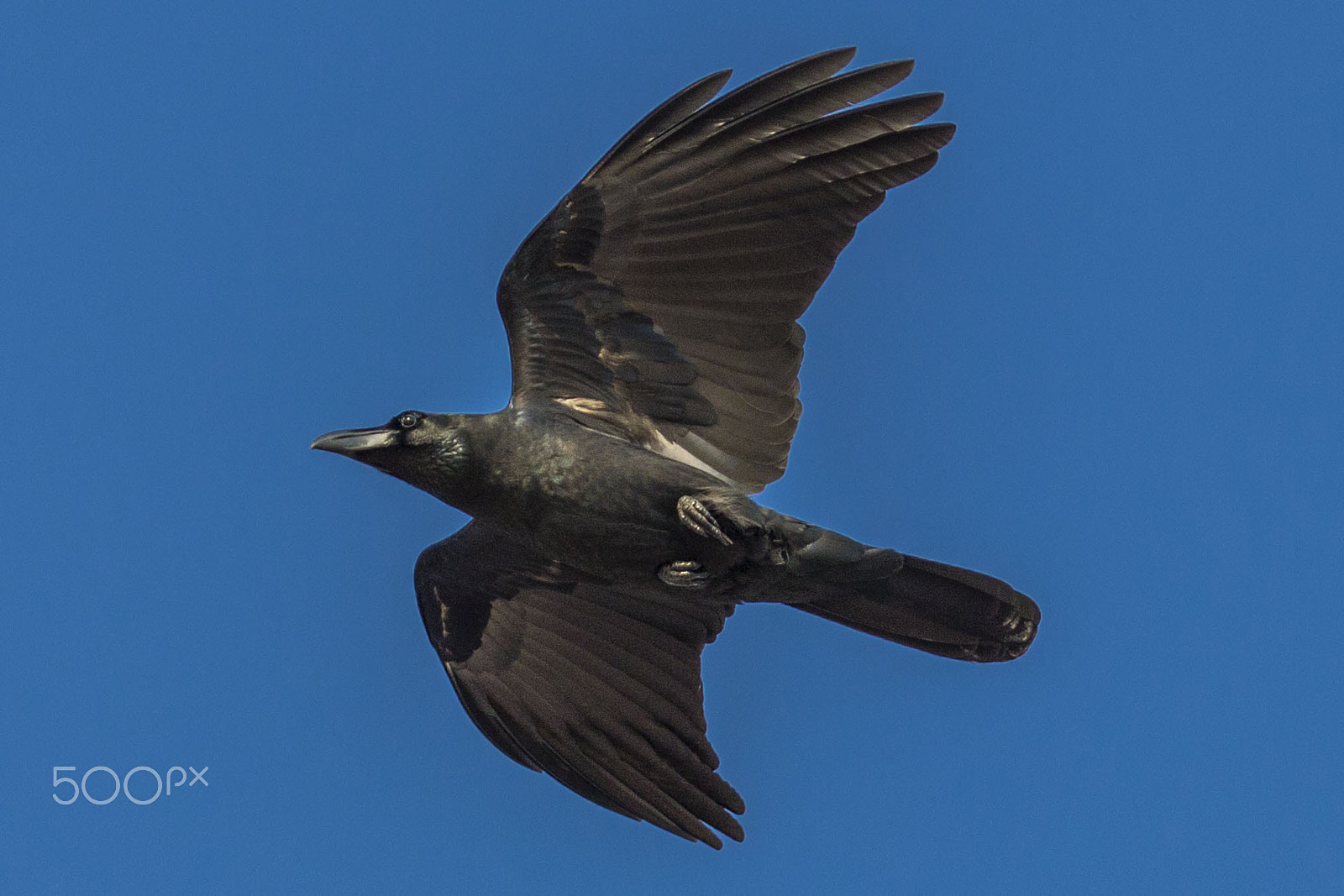 Canon EF 70-200mm F2.8L USM sample photo. Crow photography