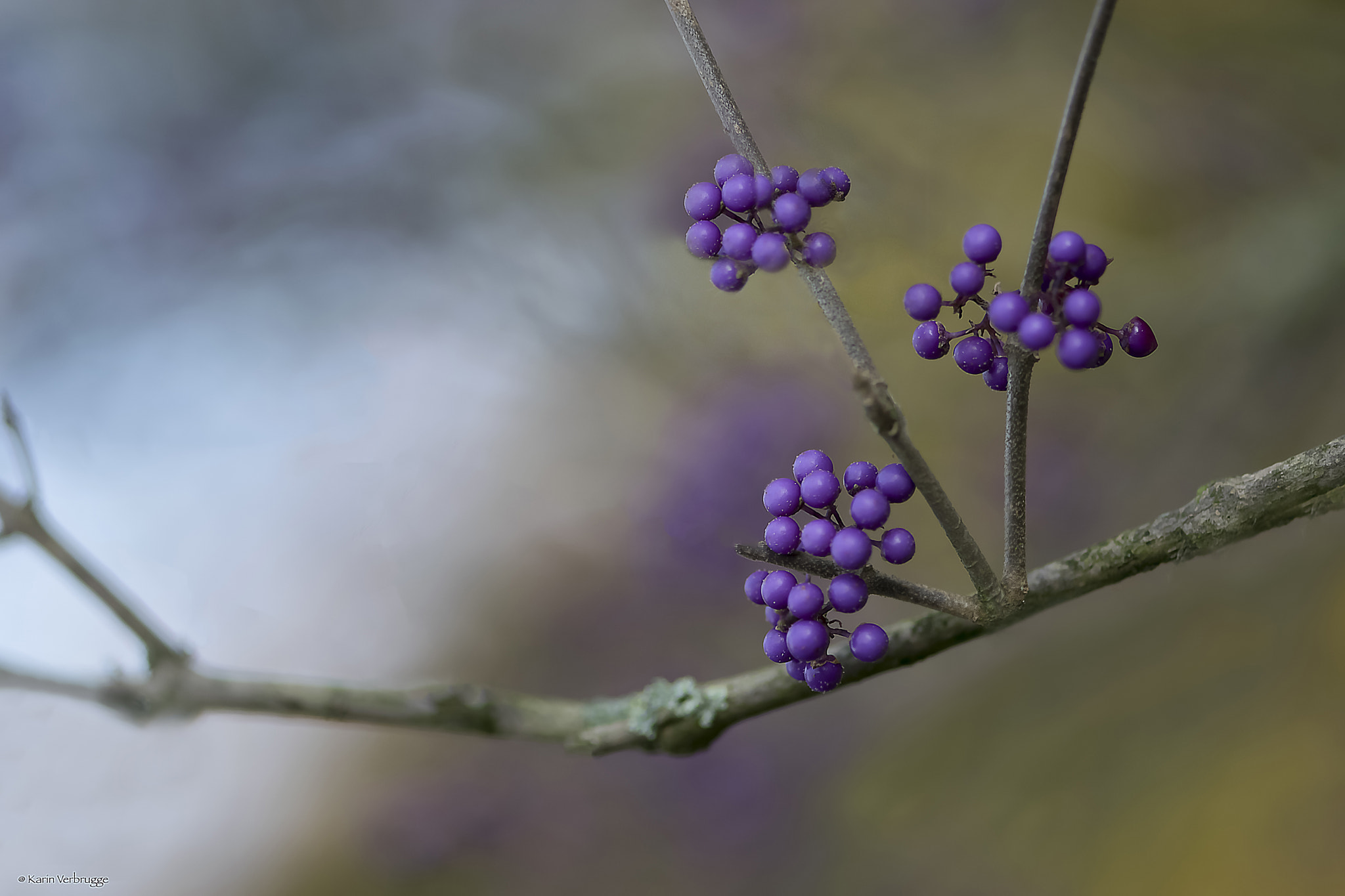 Nikon AF-S Micro-Nikkor 105mm F2.8G IF-ED VR sample photo. Purple photography
