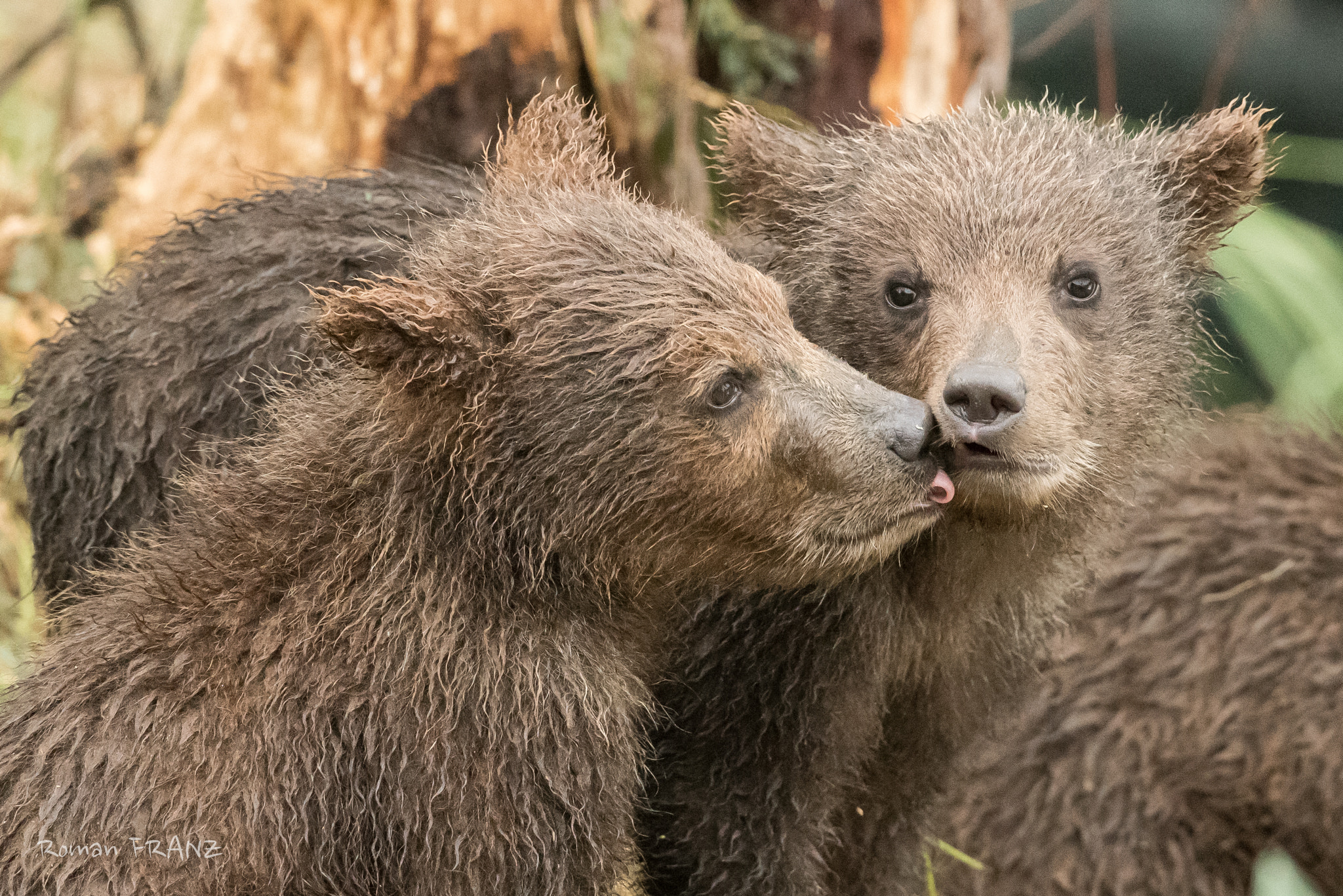 Nikon D810 + Nikon AF-S Nikkor 500mm F4G ED VR sample photo. Grizzly cubs cuddling photography