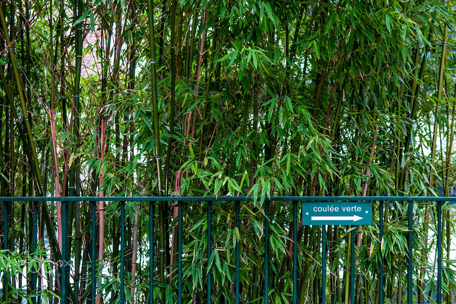 Nikon D500 sample photo. Bamboo wall in paris - coulée verte photography