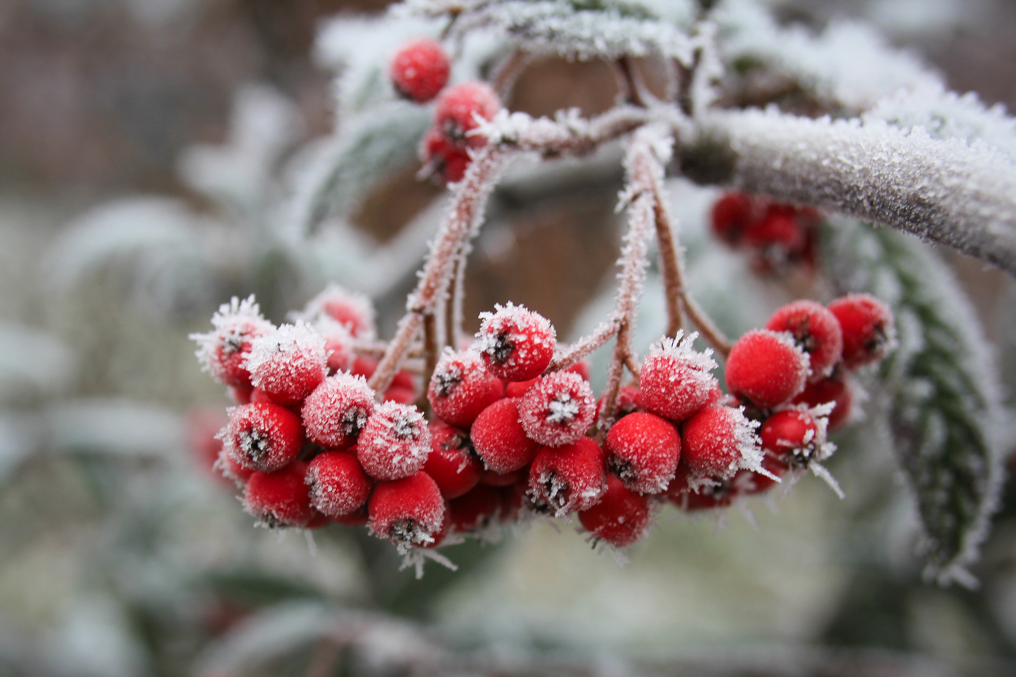 Canon EF-S 18-55mm F3.5-5.6 II sample photo. Frozen photography