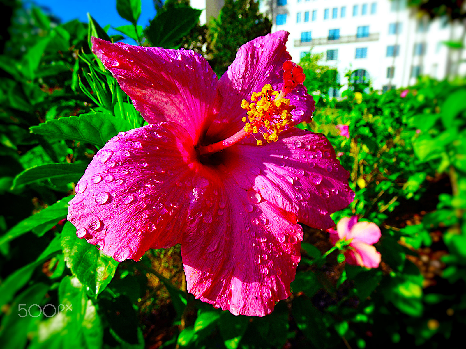 Sony 24-720mm F3.5-6.4 sample photo. Hibiscus water drops photography