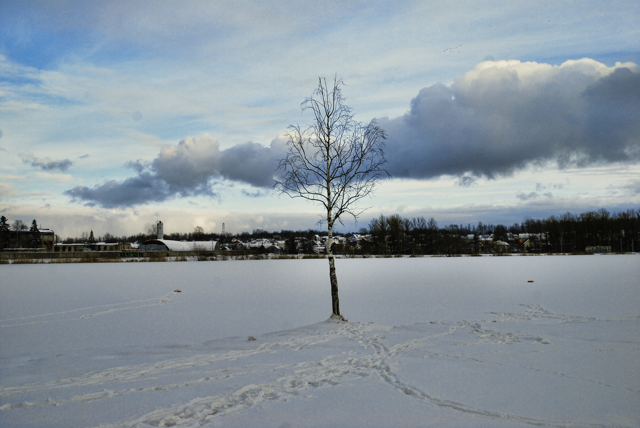 Nikon D40X + Sigma 18-50mm F2.8 EX DC Macro sample photo. One birch in winter on lake sunny day photography