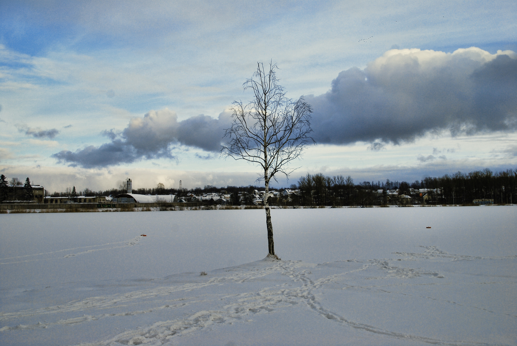 Sigma 18-50mm F2.8 EX DC Macro sample photo. One birch in winter on lake sunny day photography