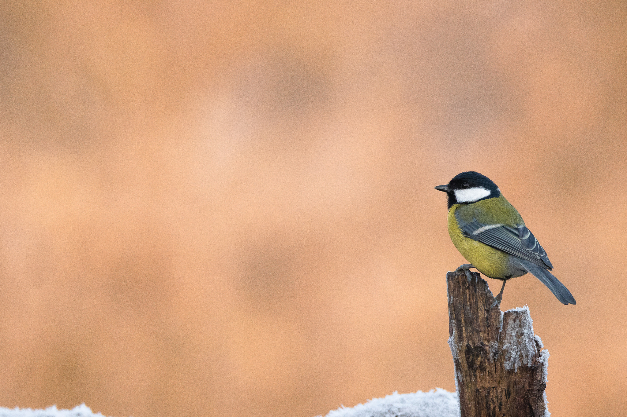 150-600mm F5-6.3 DG OS HSM | Sports 014 sample photo. Great tit photography