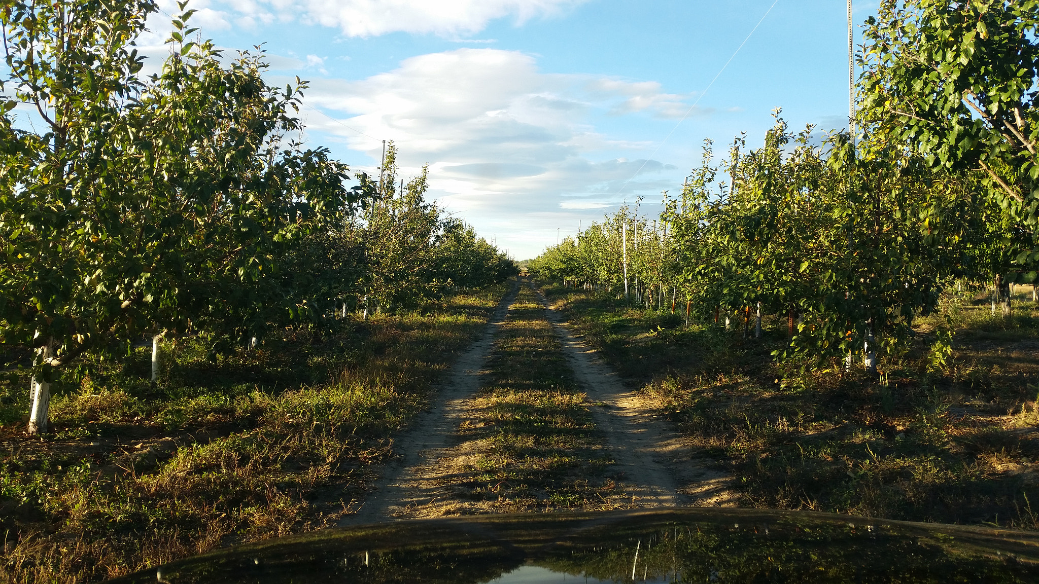 Samsung Galaxy S5 Active sample photo. Apple orchard photography