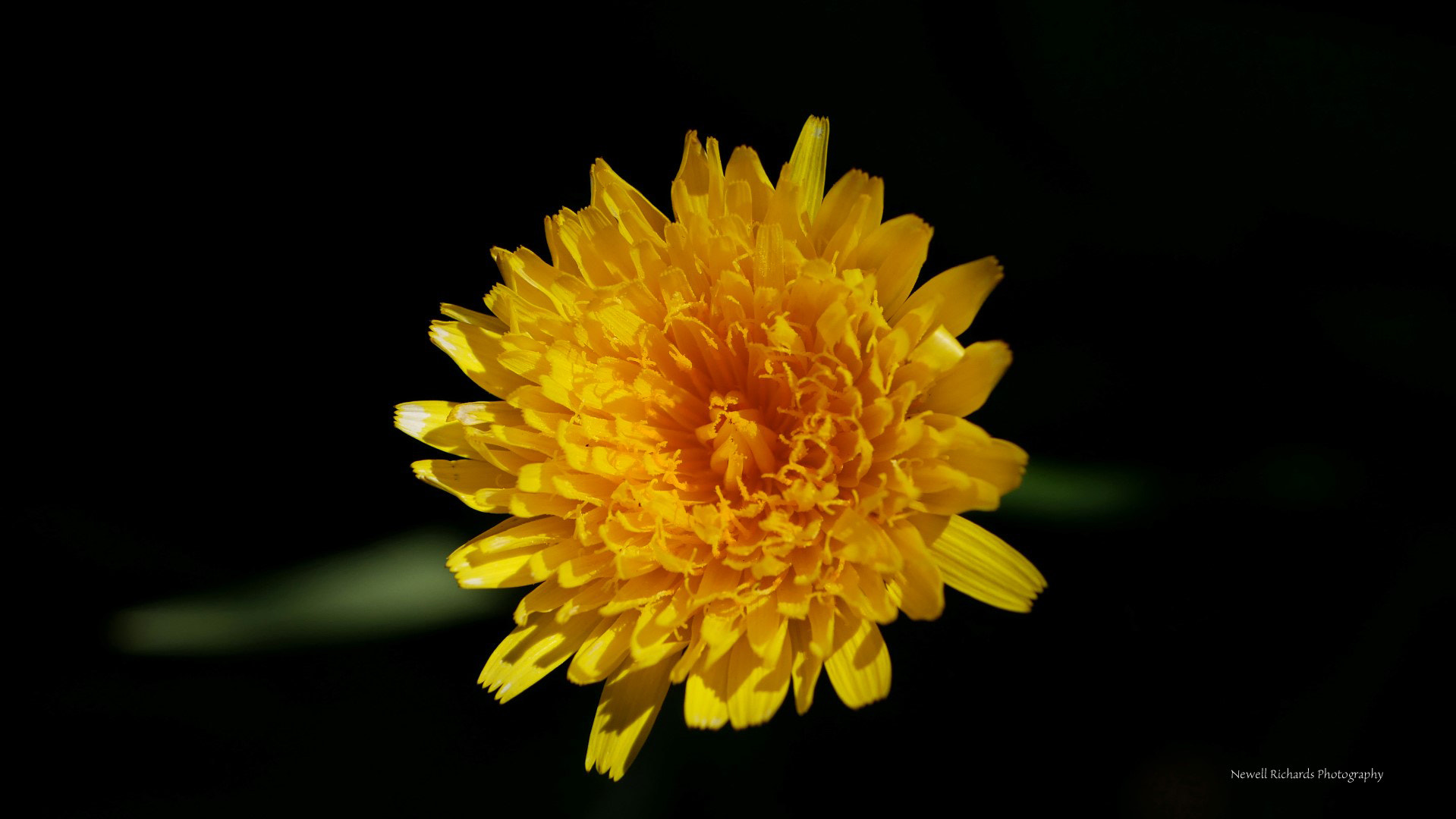 Panasonic Lumix G Macro 30mm F2.8 ASPH Mega OIS sample photo. In the garden photography