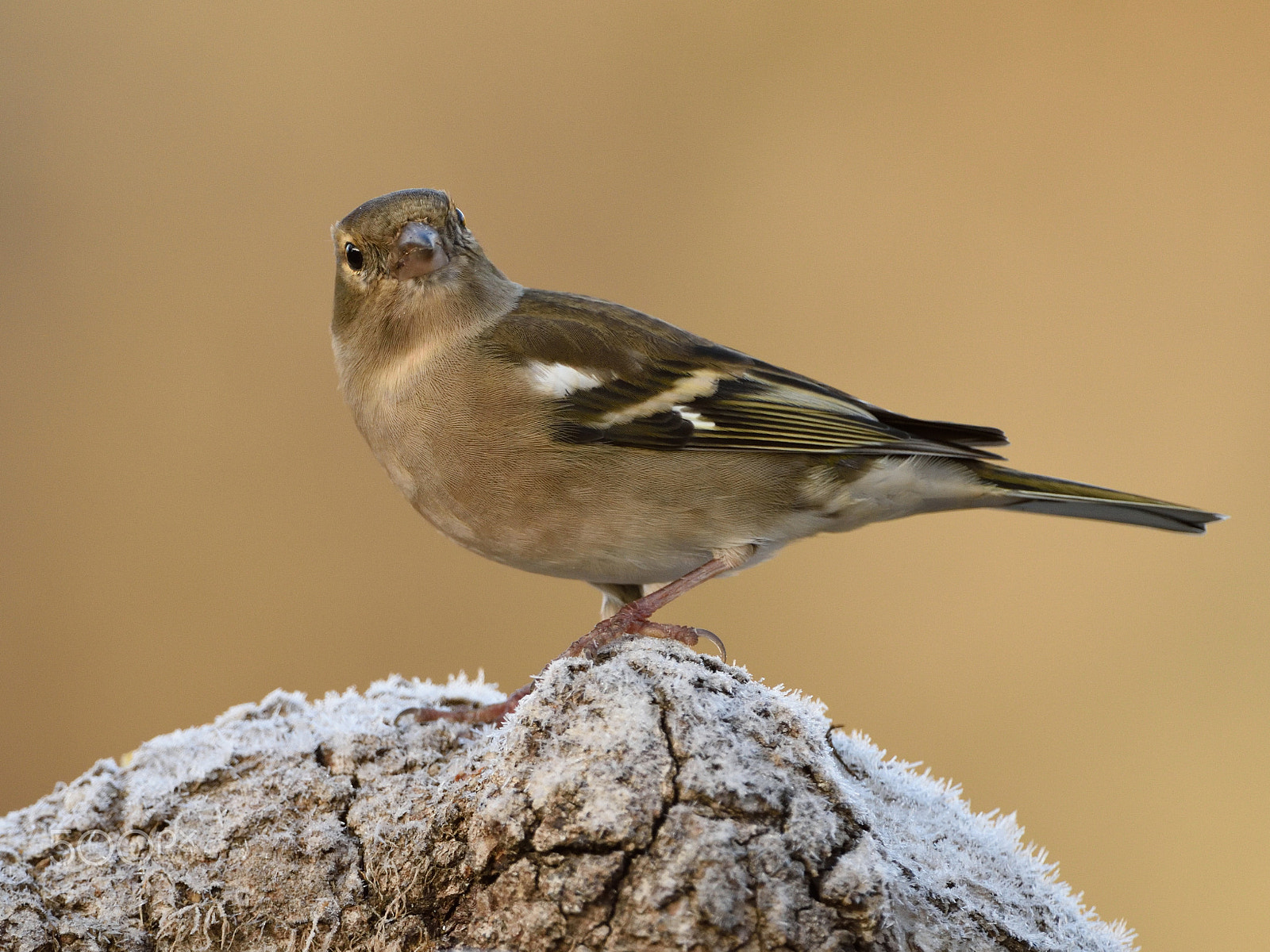Nikon AF-S Nikkor 200-400mm F4G ED-IF VR sample photo. Common chaffinch photography