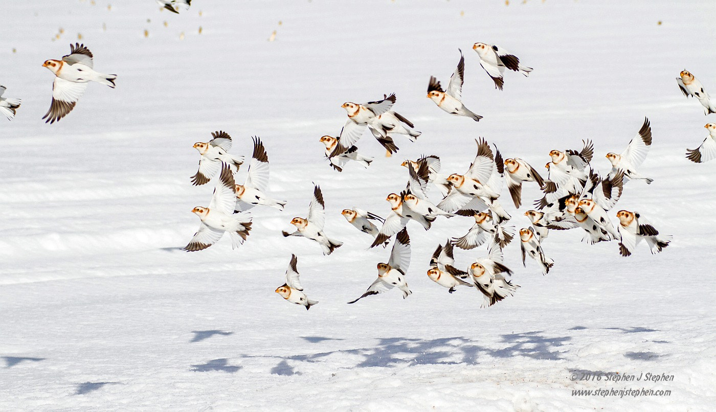 Canon EF 70-200mm F2.8L USM sample photo. Takeoff photography