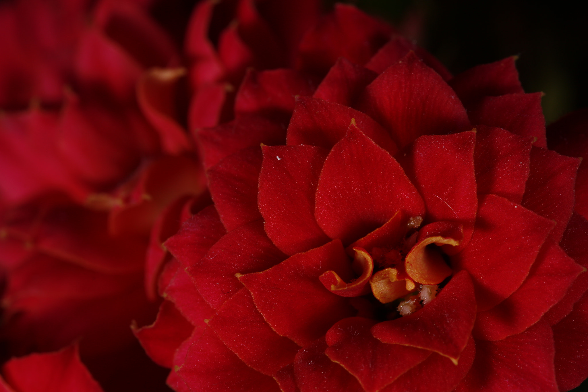 Canon EF 100mm F2.8L Macro IS USM sample photo. Red dream  photography