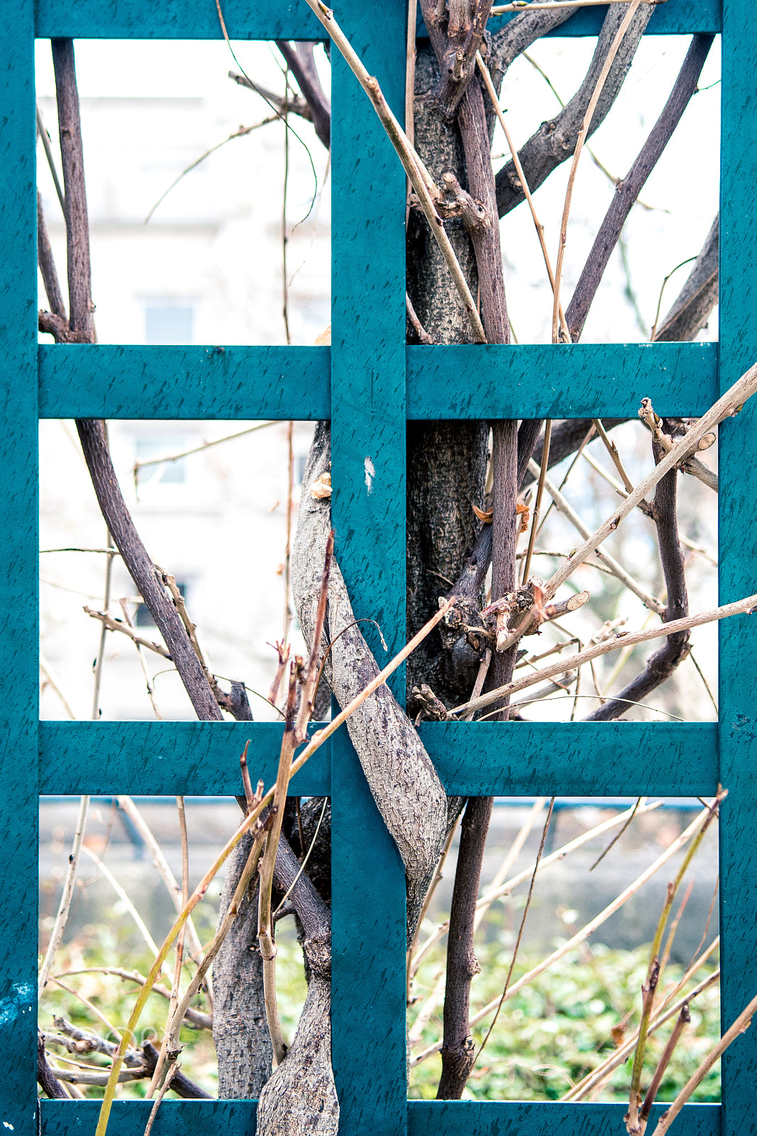 Nikon D500 sample photo. Plant growing around fence photography
