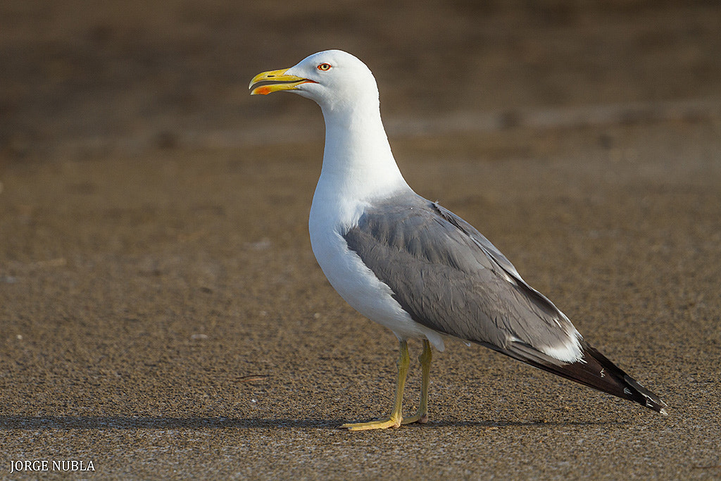 Canon EF 500mm F4L IS II USM sample photo. Gaviota patiamarilla (larus michahellis). photography
