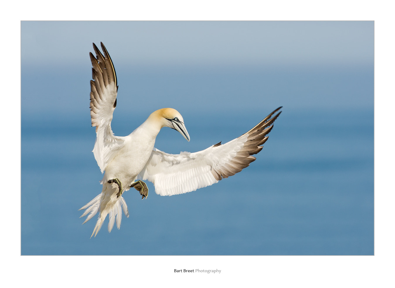 Canon EOS-1D Mark III sample photo. Gannet in flight photography