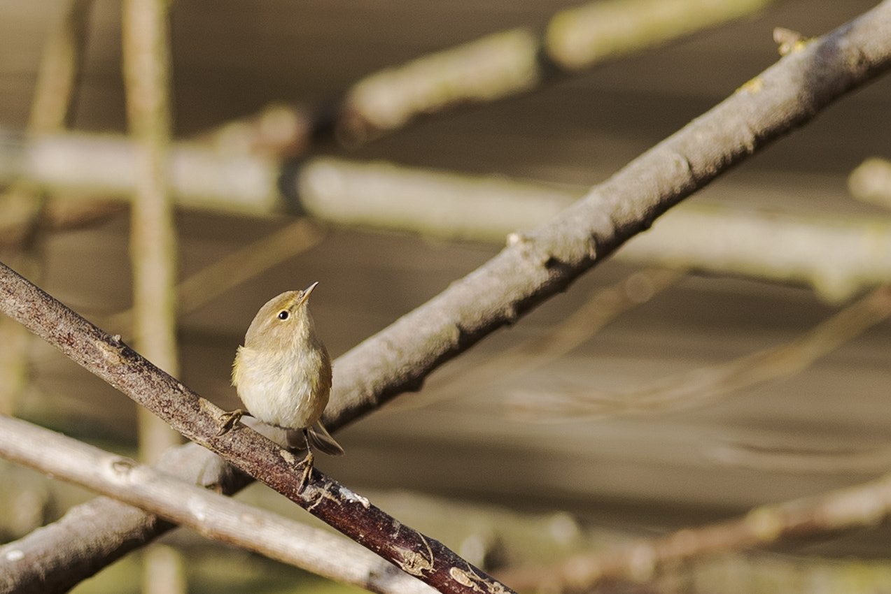 Nikon AF-S Nikkor 300mm F4D ED-IF sample photo. Incrocio volatile photography