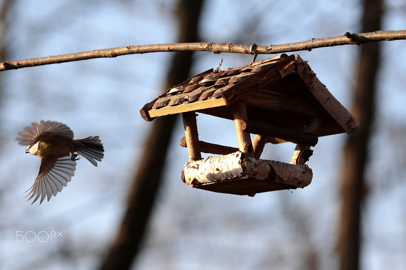 Canon EF 300mm F2.8L IS USM sample photo. Cinciarella photography