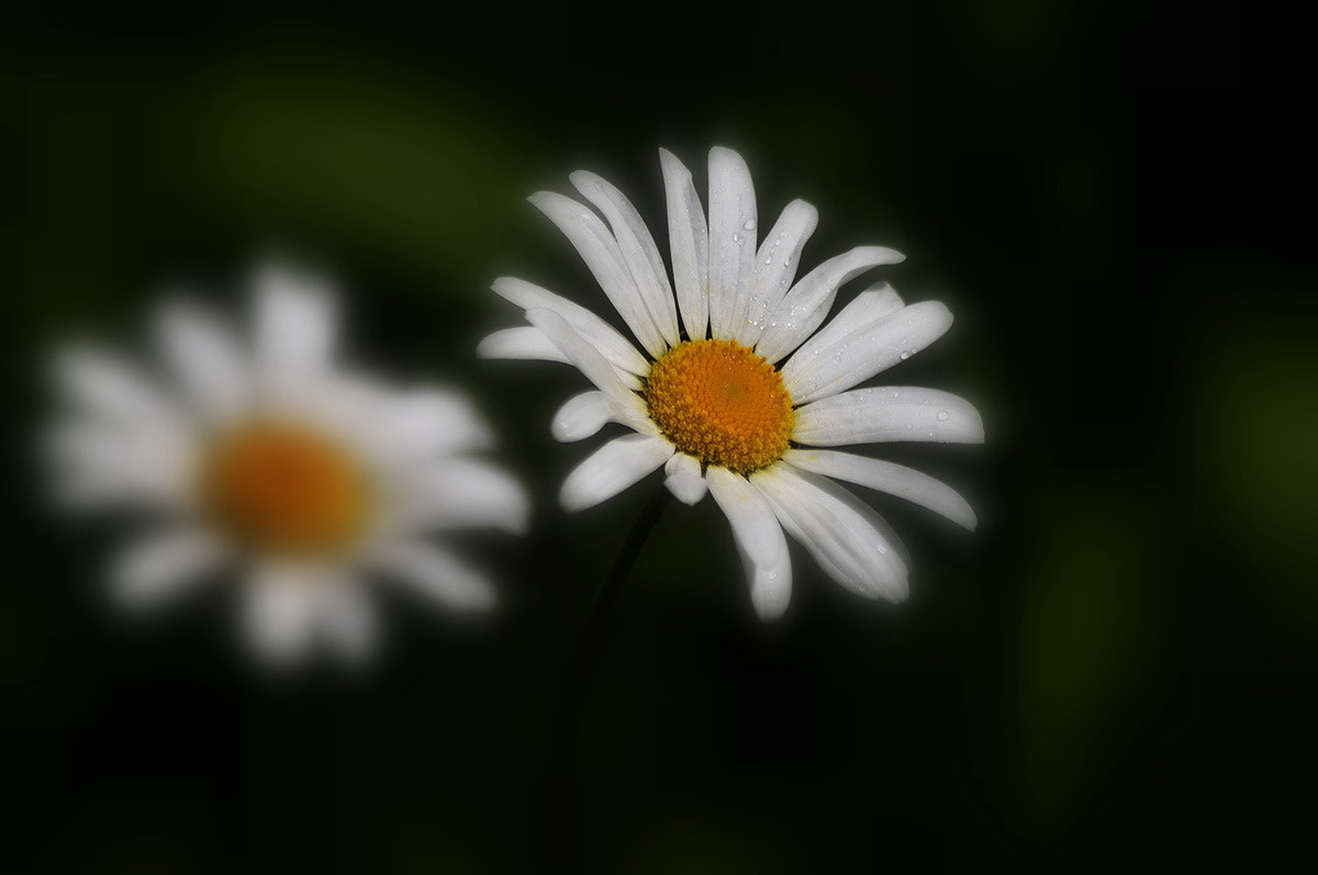 Sigma 70-300mm F4-5.6 APO DG Macro sample photo. +-+ photography