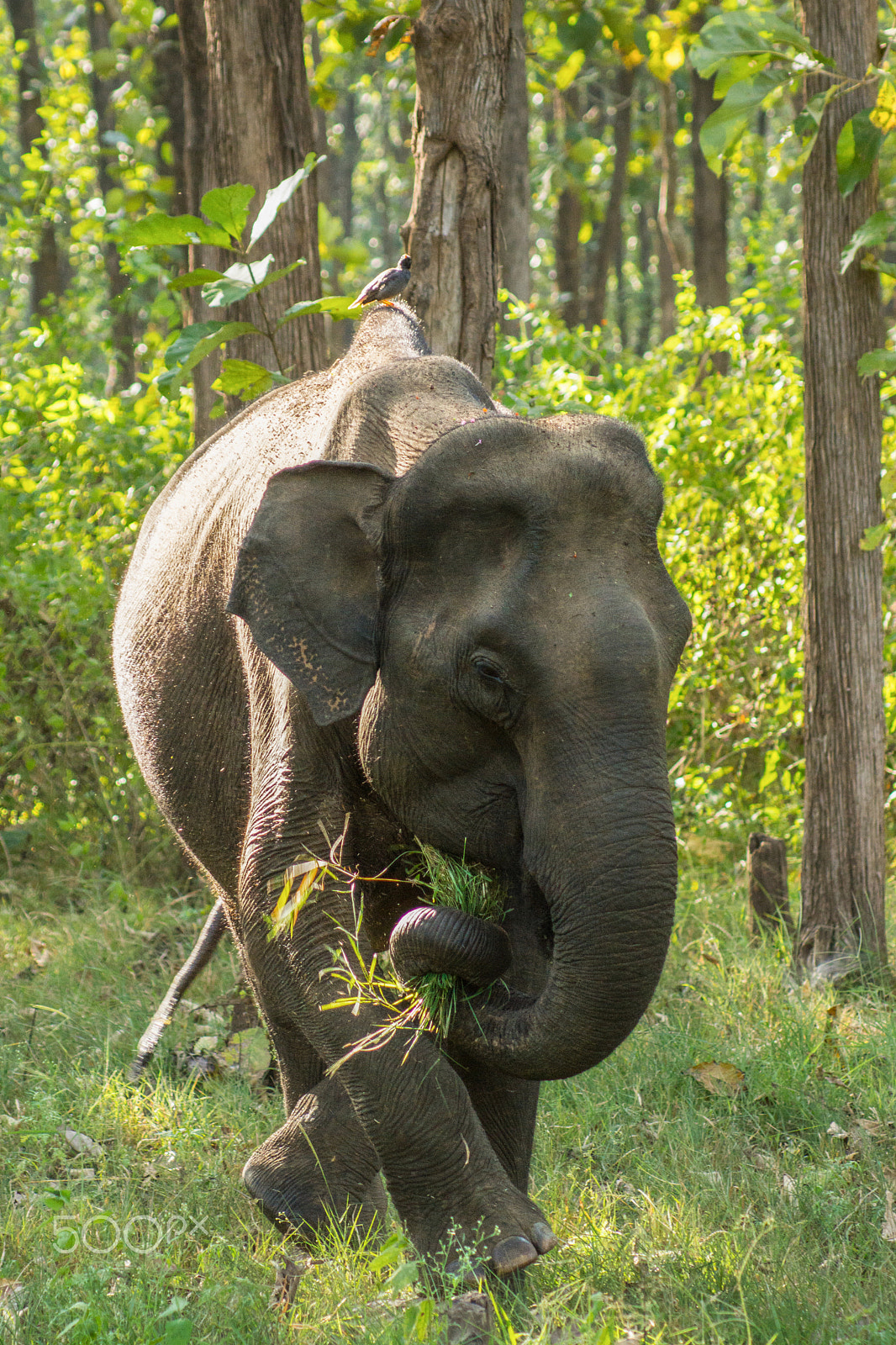 Sony 75-300mm F4.5-5.6 sample photo. Jumbo photography