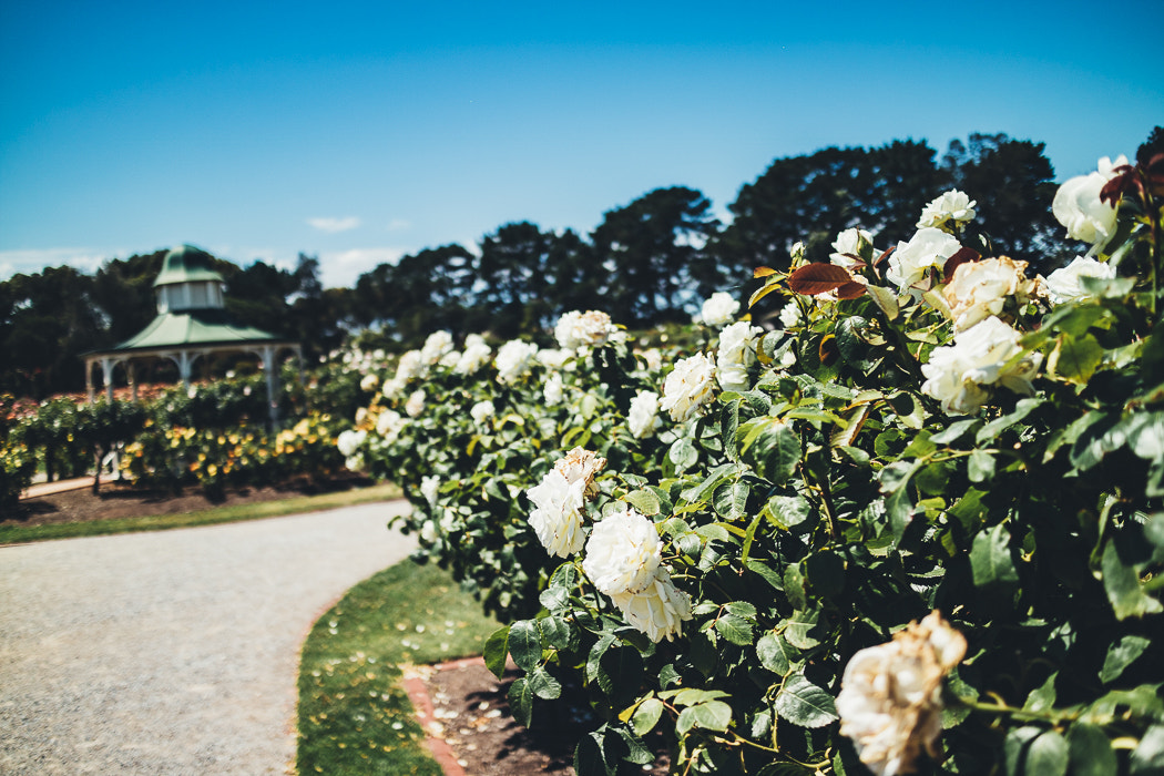 Canon EOS M3 + Canon EF-M 22mm F2 STM sample photo. Melbourne photography