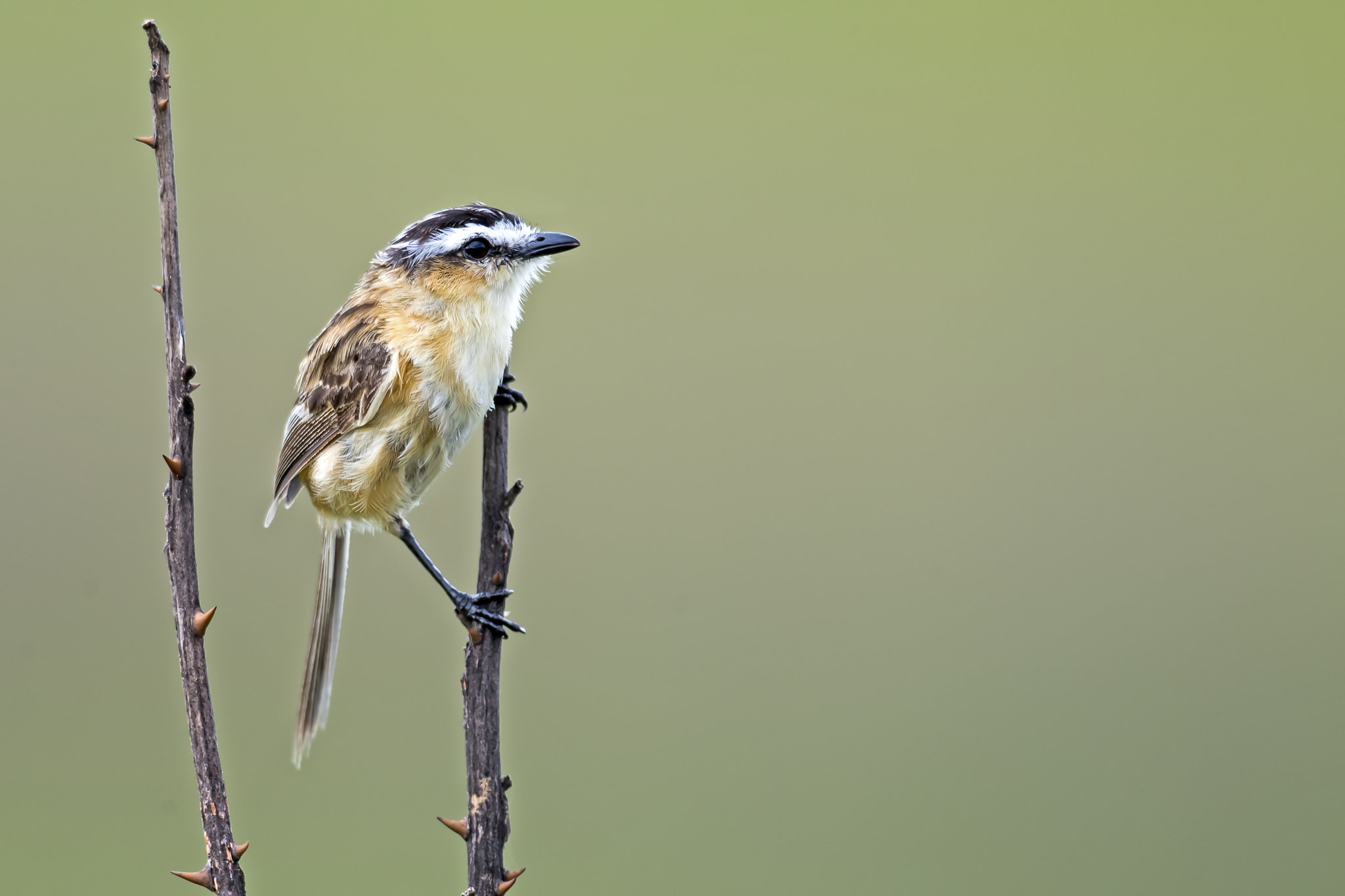 Nikon AF-S Nikkor 800mm F5.6E FL ED VR sample photo. Sharp-tailed tyrant photography
