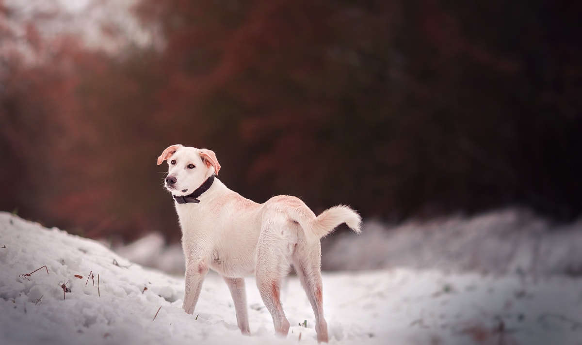 Canon EOS 700D (EOS Rebel T5i / EOS Kiss X7i) + Canon EF 135mm F2L USM sample photo. Colder days photography