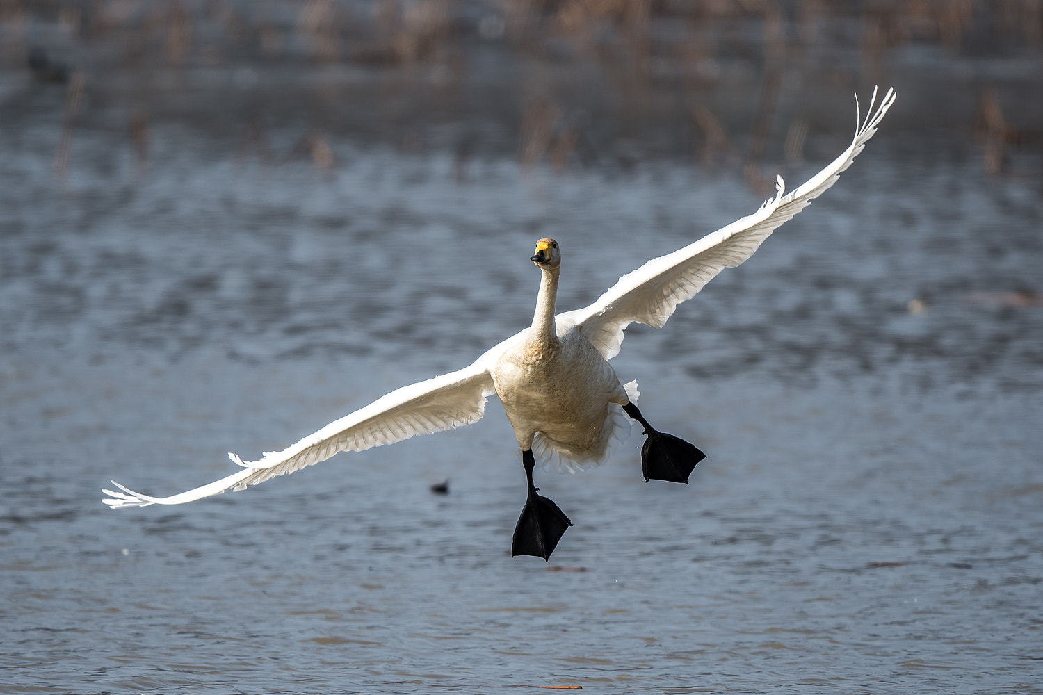 Nikon AF-S Nikkor 600mm F4E FL ED VR sample photo. A  landing swan photography