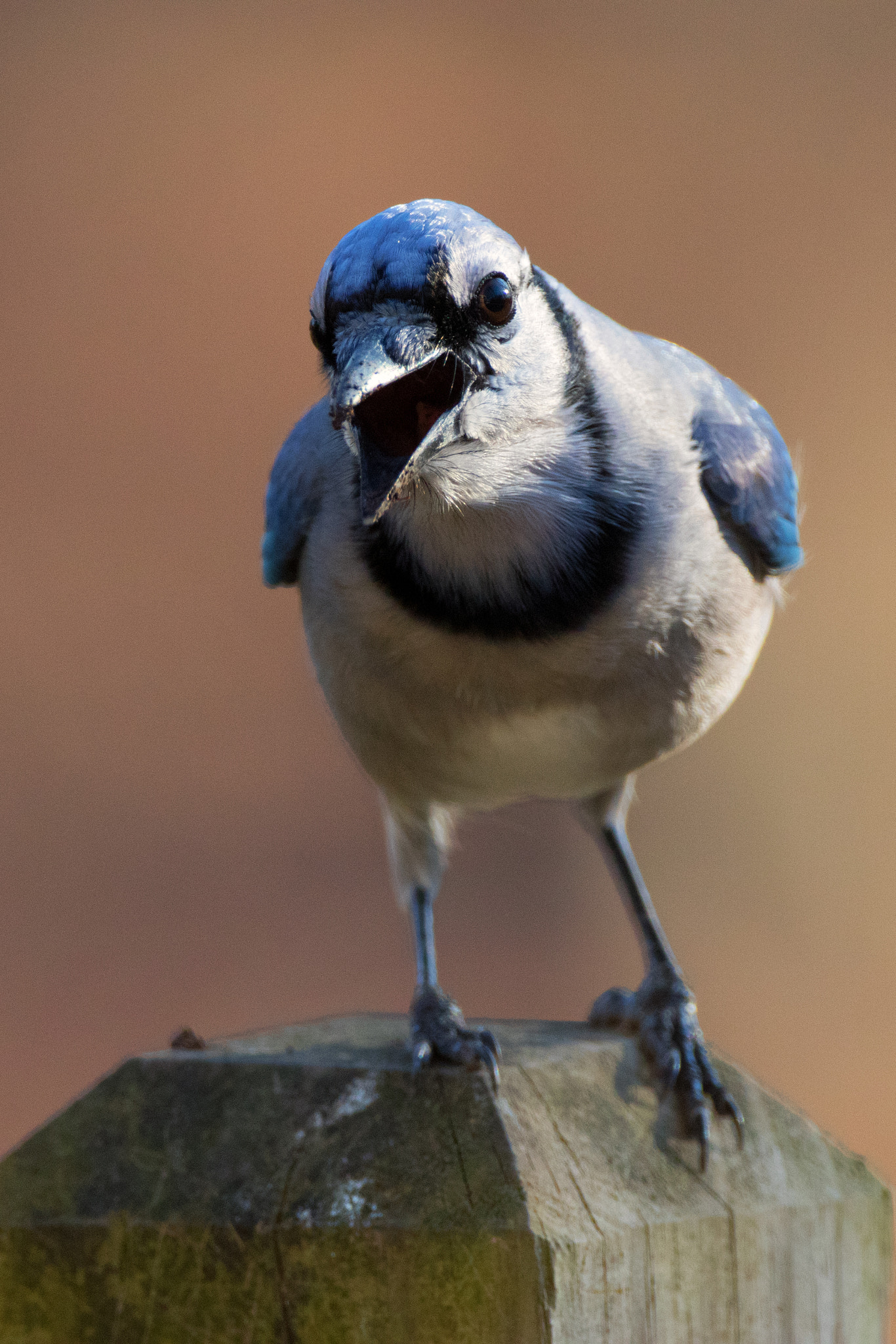 Canon EF 500mm F4L IS USM sample photo. Hey! photography