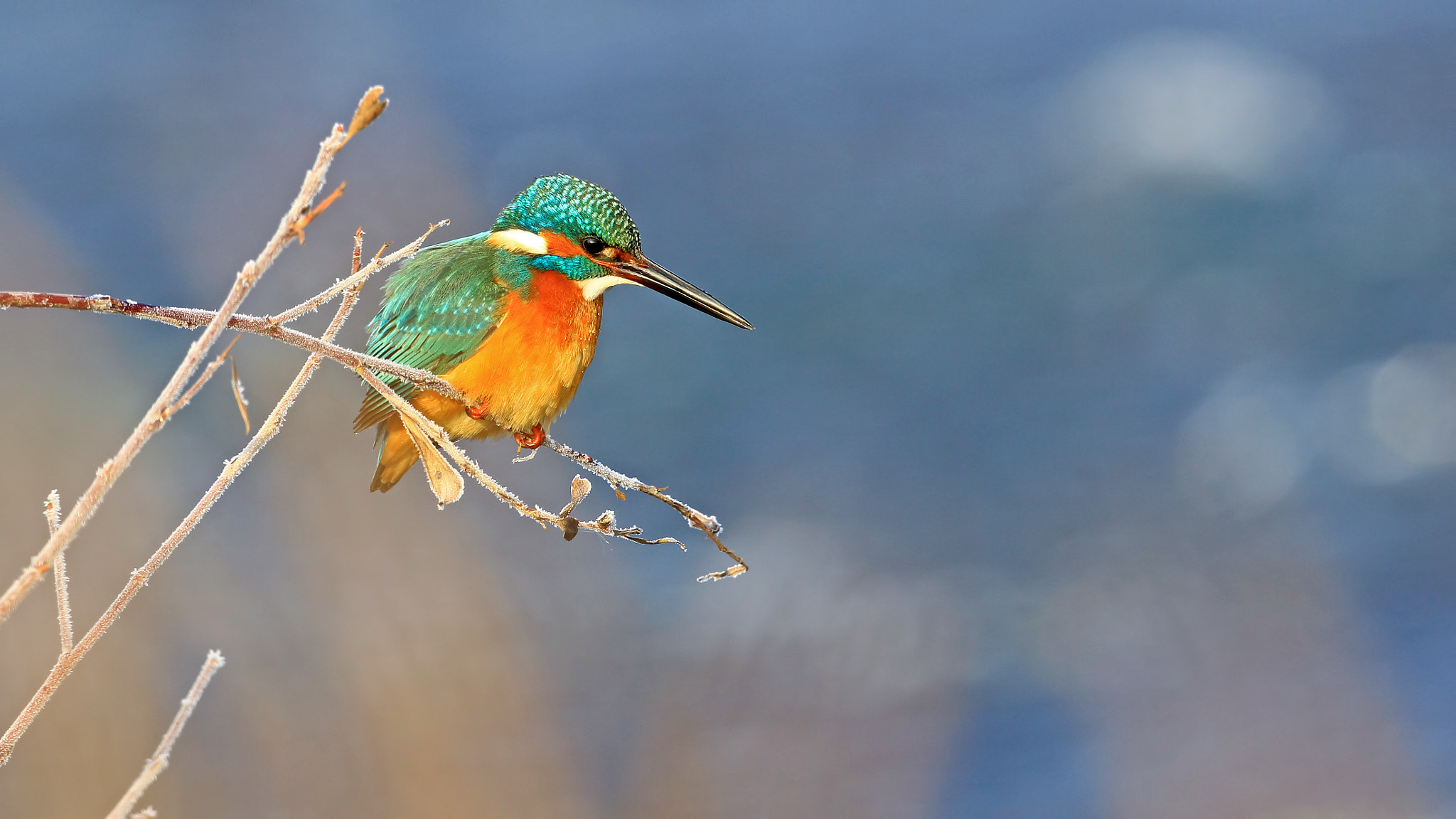 Canon EF 500mm F4L IS USM sample photo. Common kingfisher, alcedo atthis - yalıçapkını photography