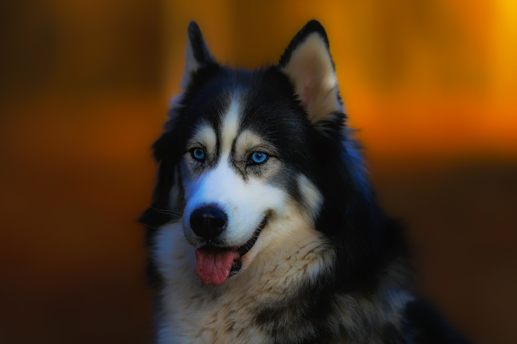 Canon EF 200mm F2L IS USM sample photo. Husky portrait.... photography