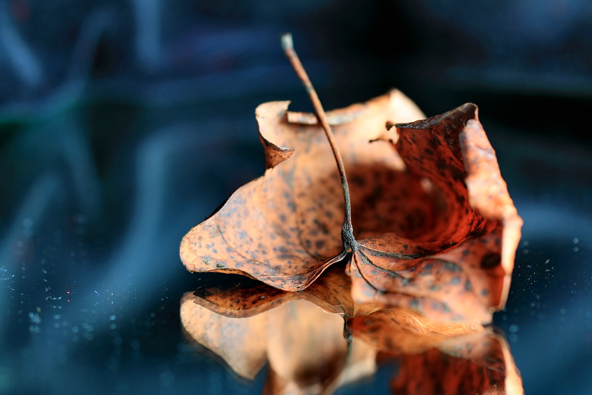 Sigma 150mm f/2.8 EX DG OS HSM APO Macro sample photo. Juegos de otoño photography