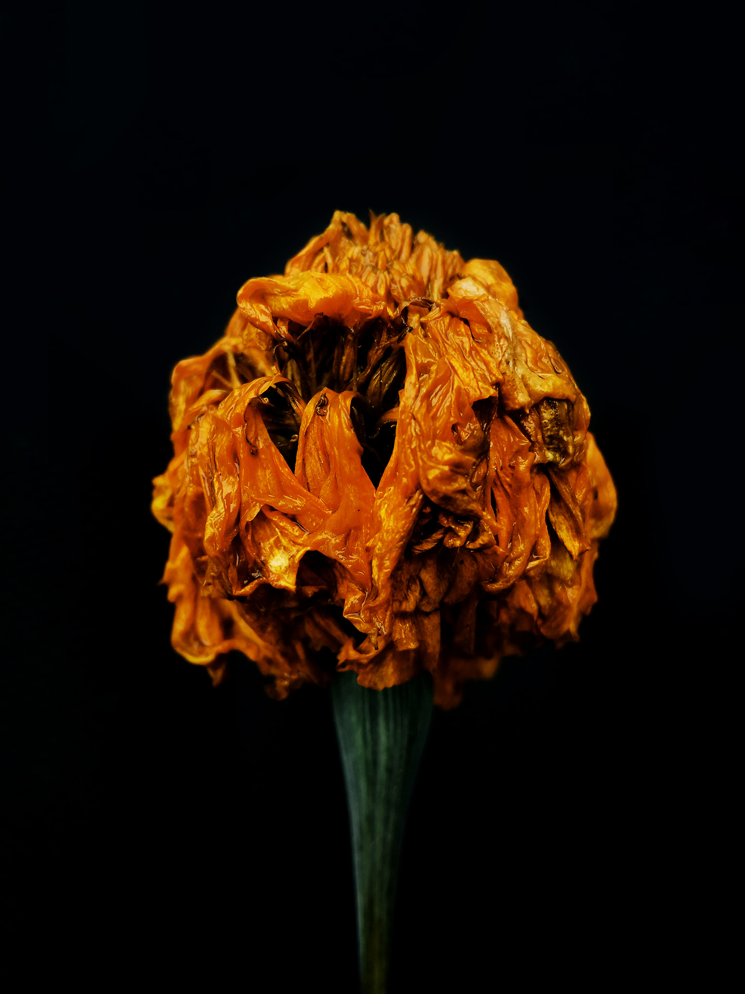 Meizu MX4 Pro sample photo. Death flower photography