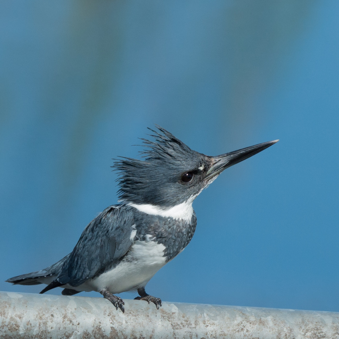 Nikon D4S sample photo. Female belted kingfisher photography