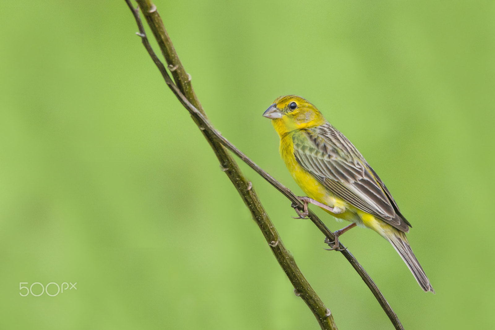 Sigma 150-600mm F5-6.3 DG OS HSM | C sample photo. Grassland yellow-finch photography
