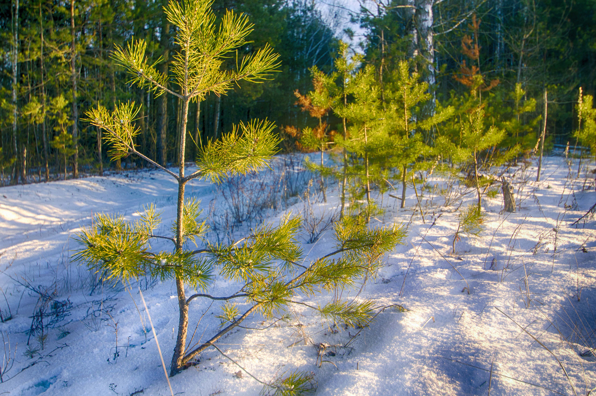Nikon D3200 sample photo. Не смотря на снег и холод... photography
