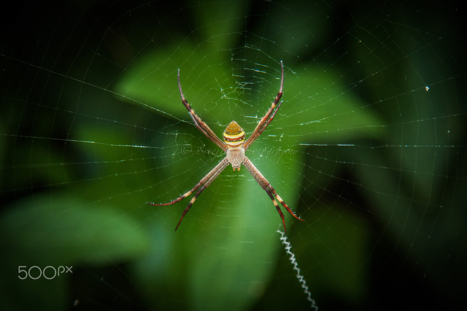 Canon EOS 760D (EOS Rebel T6s / EOS 8000D) + Canon EF 24-105mm F4L IS USM sample photo. St andrew's cross spider (argiope keyserlingi) photography