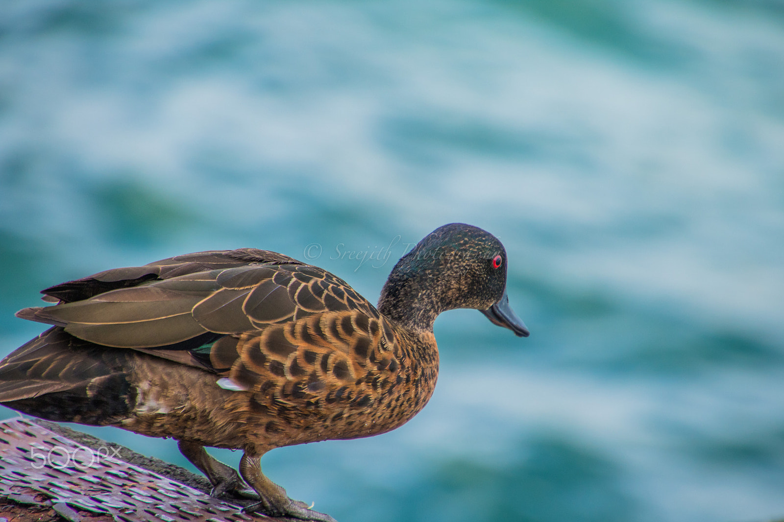 Canon EOS 760D (EOS Rebel T6s / EOS 8000D) sample photo. Chestnut teal (anas castanea) female photography