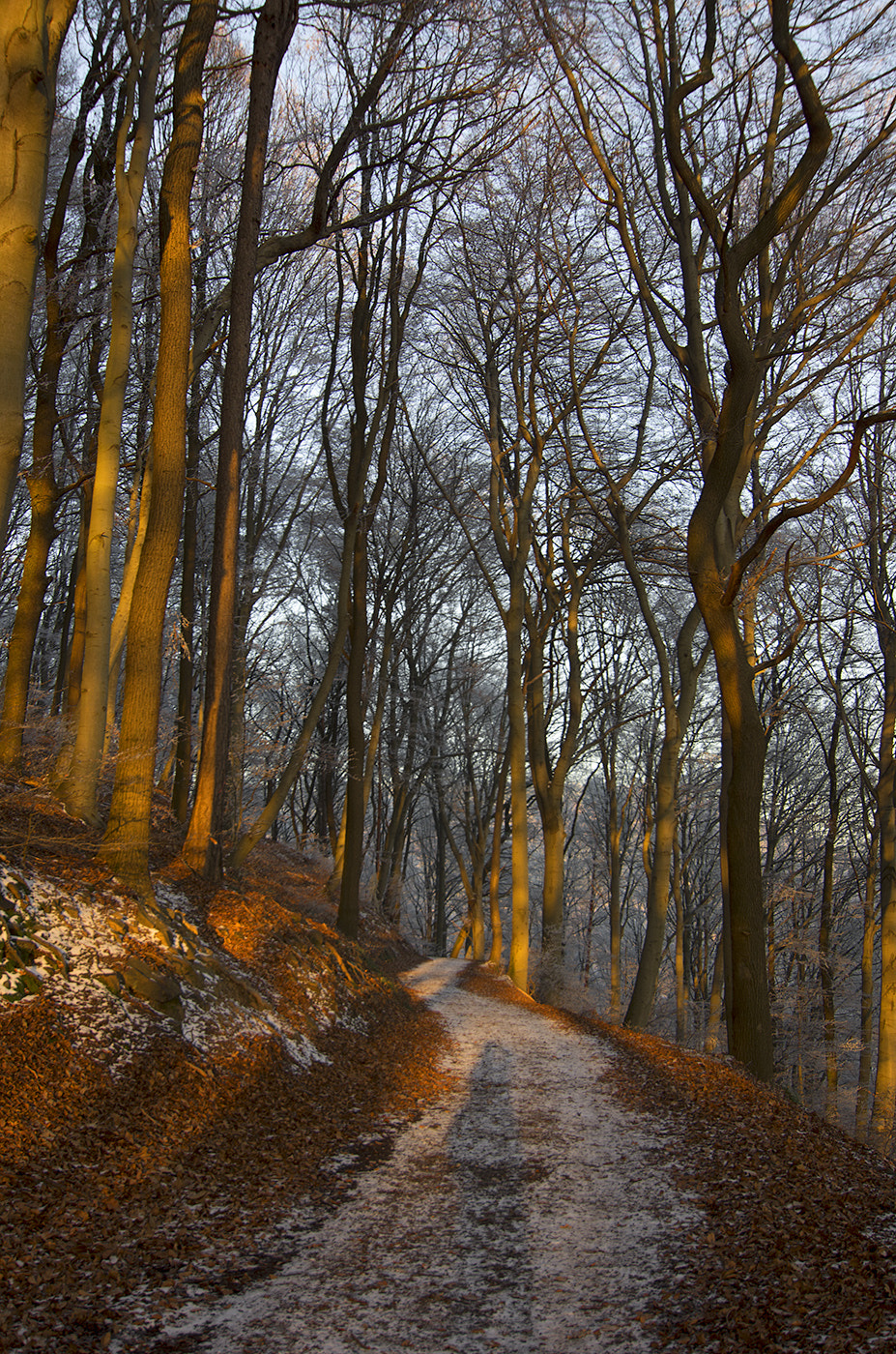 Pentax smc DA 12-24mm F4.0 ED AL (IF) sample photo. Forest allee photography